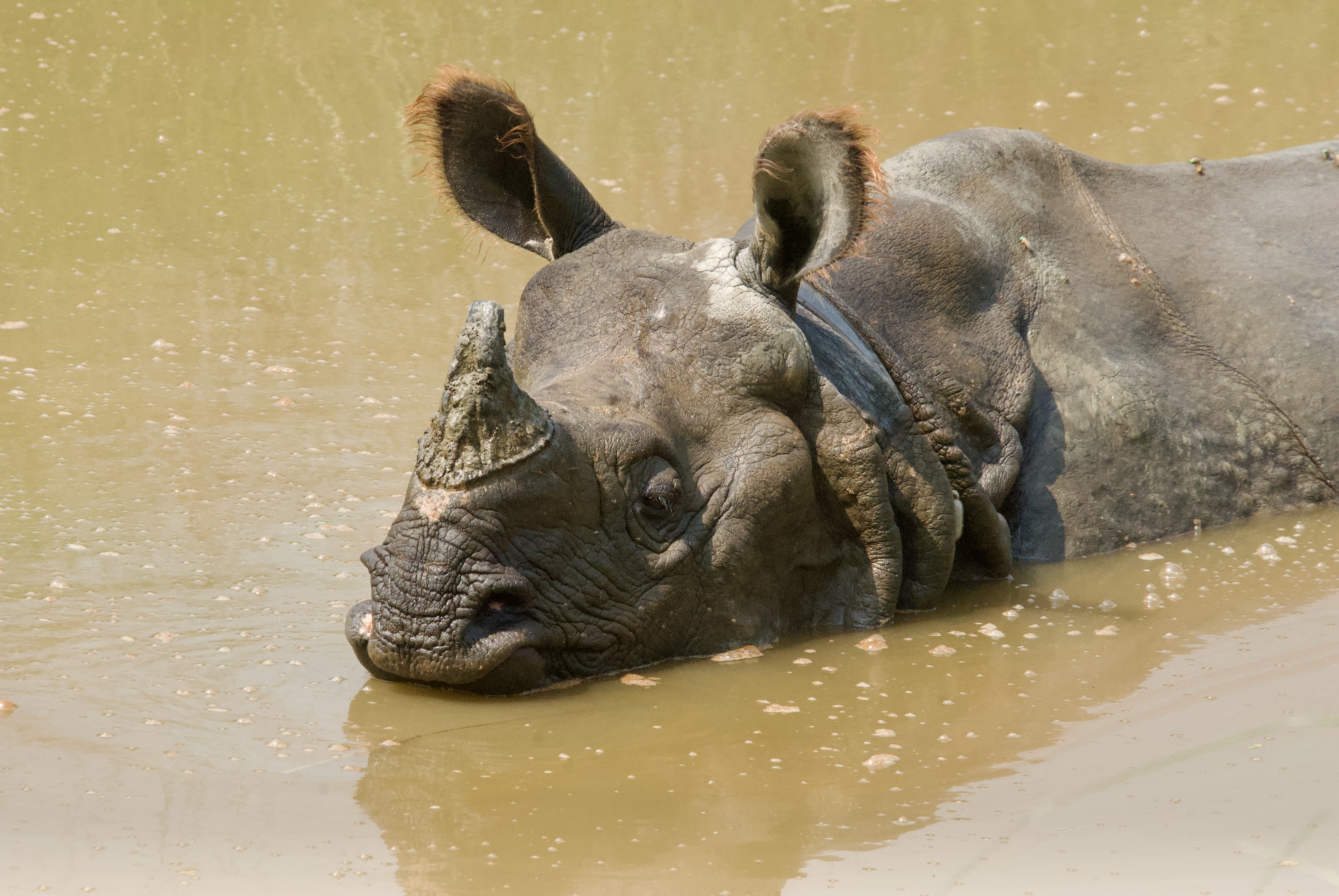 A greater one horned rhino swimming