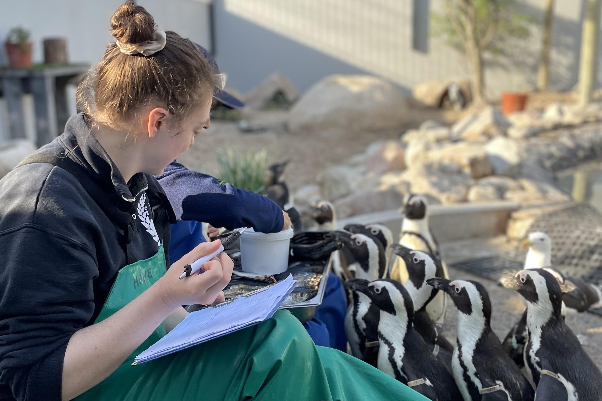 Student helping to feed penguins