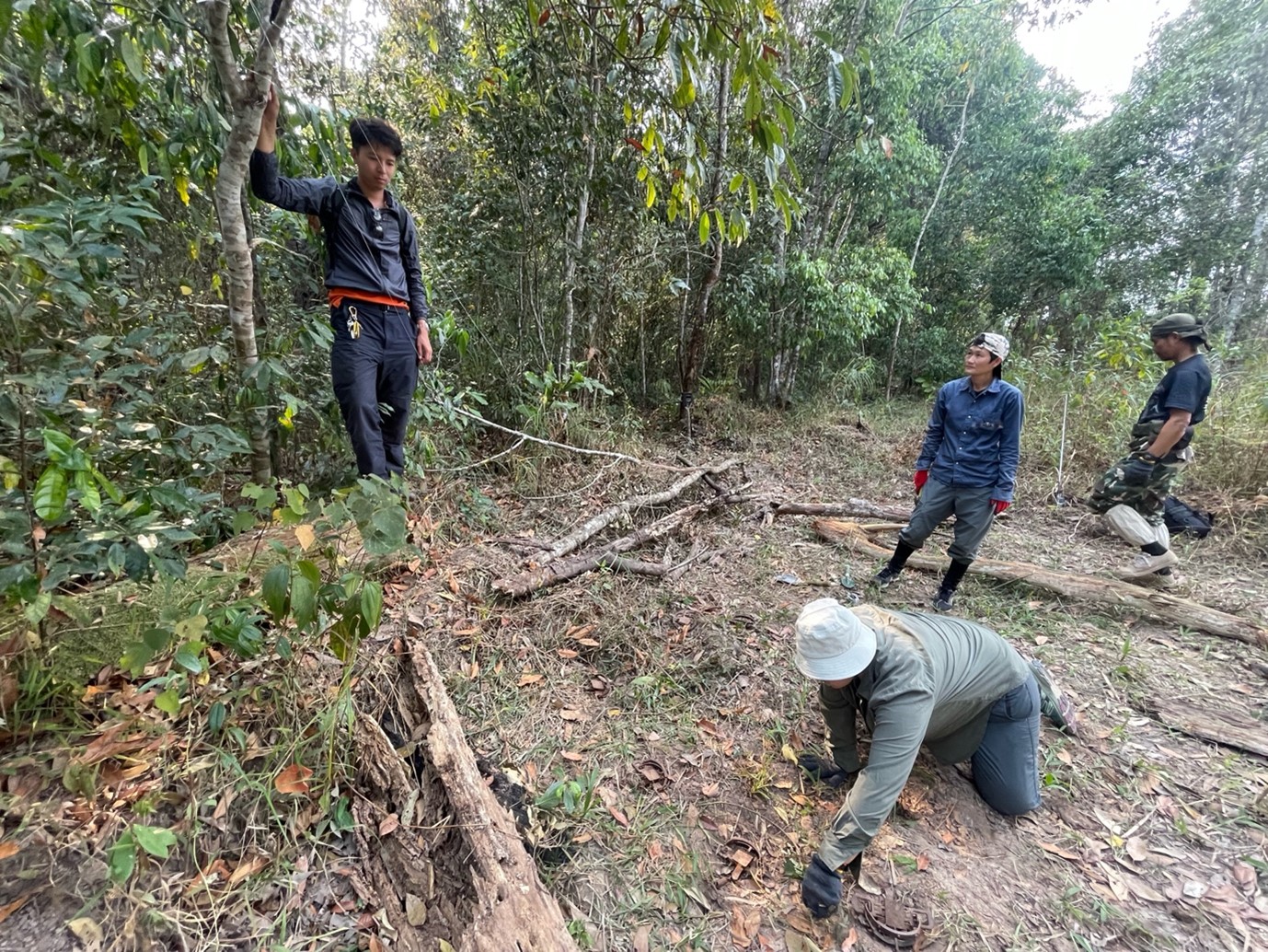 4 people in the jungle working to set animal traps.
