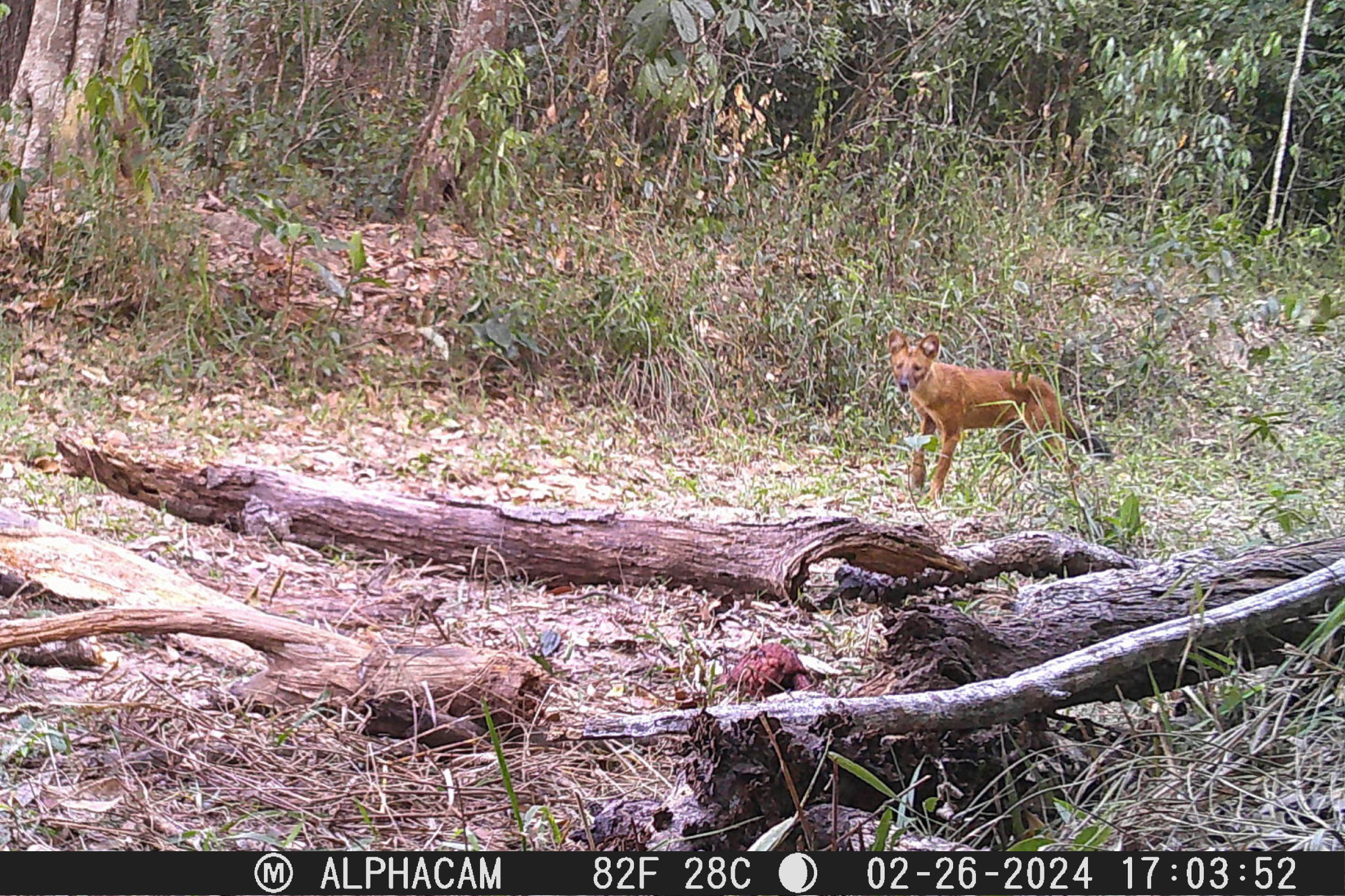 A dhole standing in the wild looking towards an animal trap.