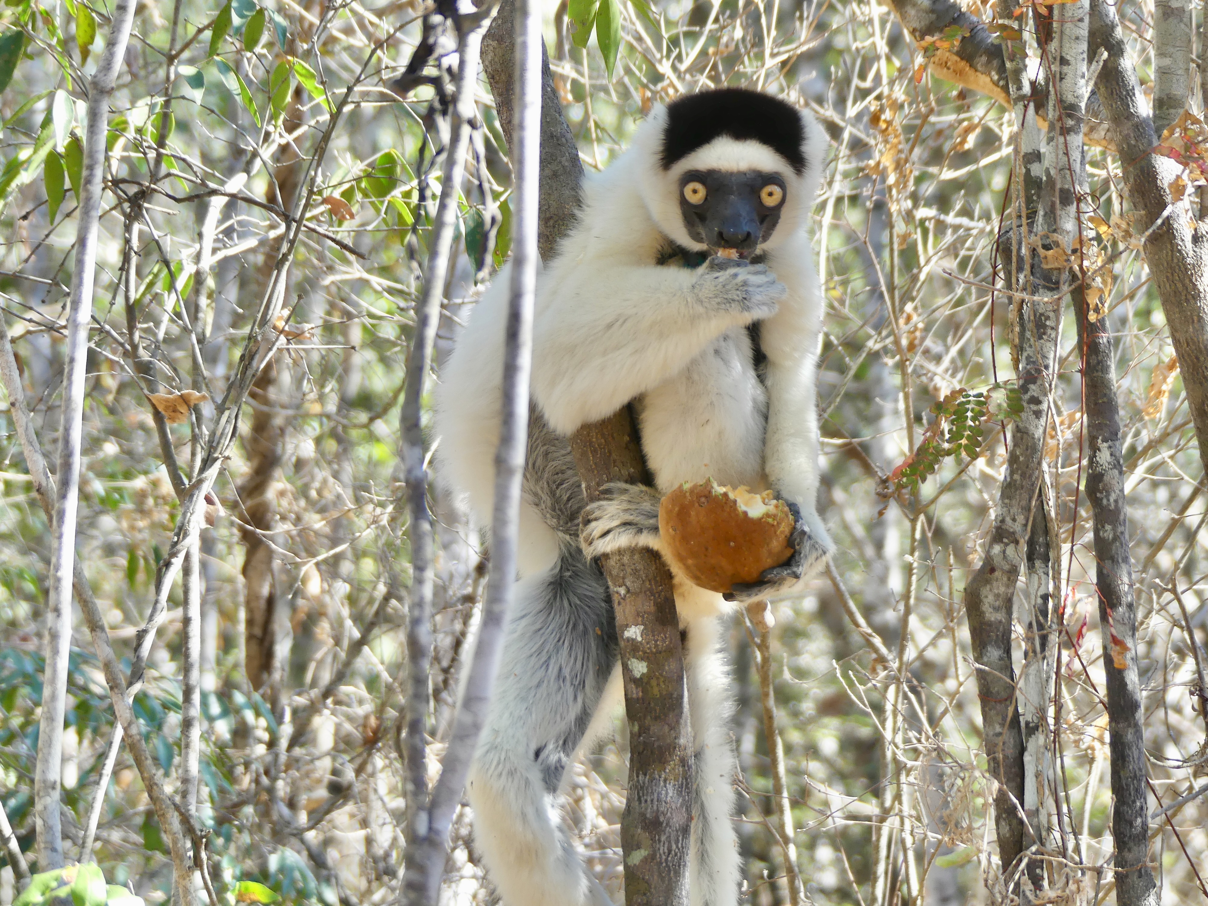 A A Verreaux's sifaka in a tree eating a coconut.