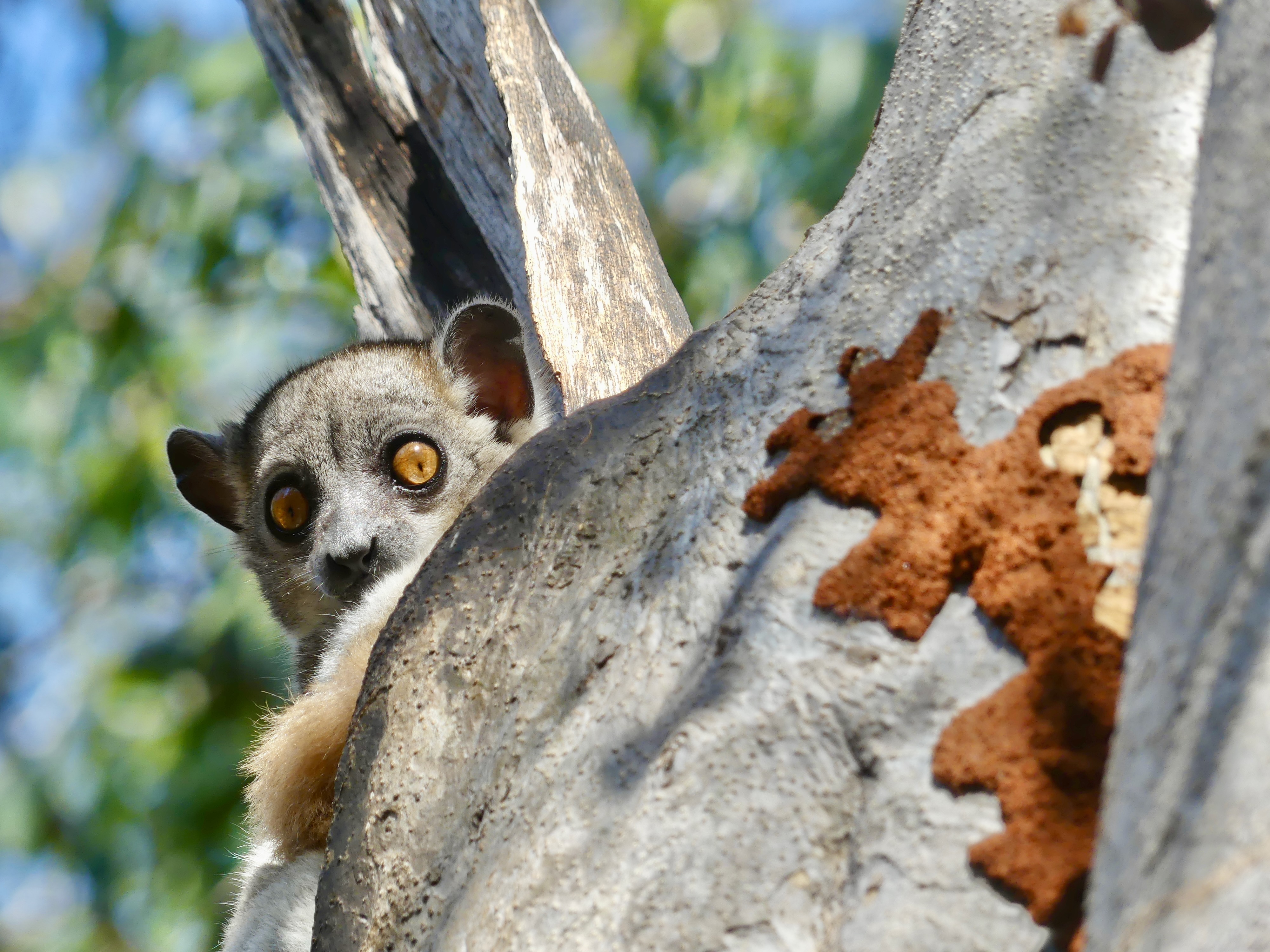 A Red-tailed sportive lemur in a tree, peering out from a tree branch.