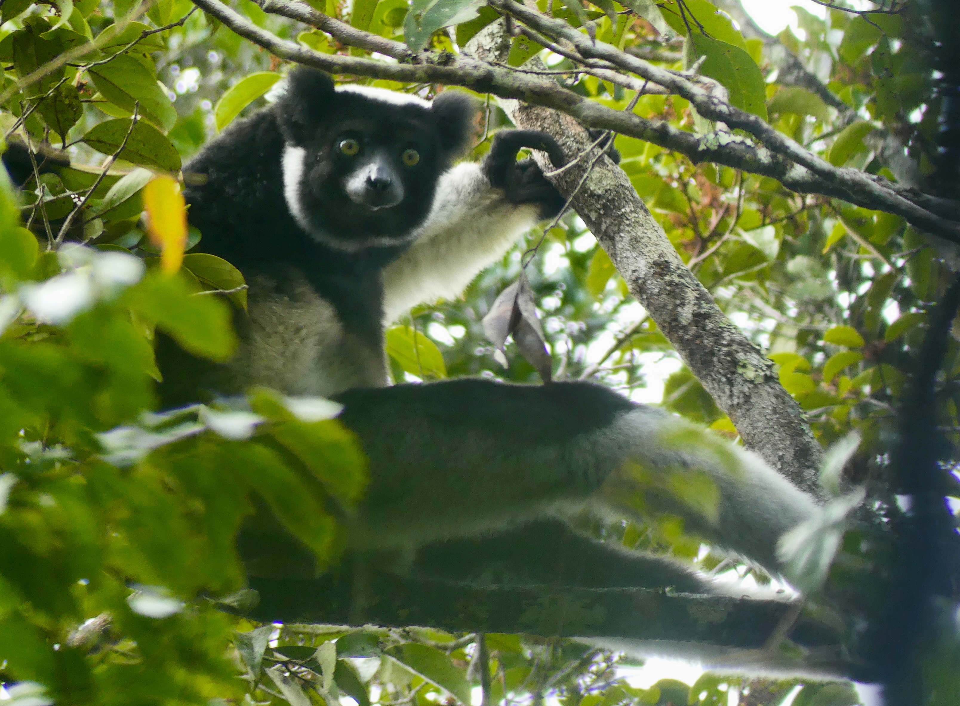 An endangered Indri, sitting in a tree.
