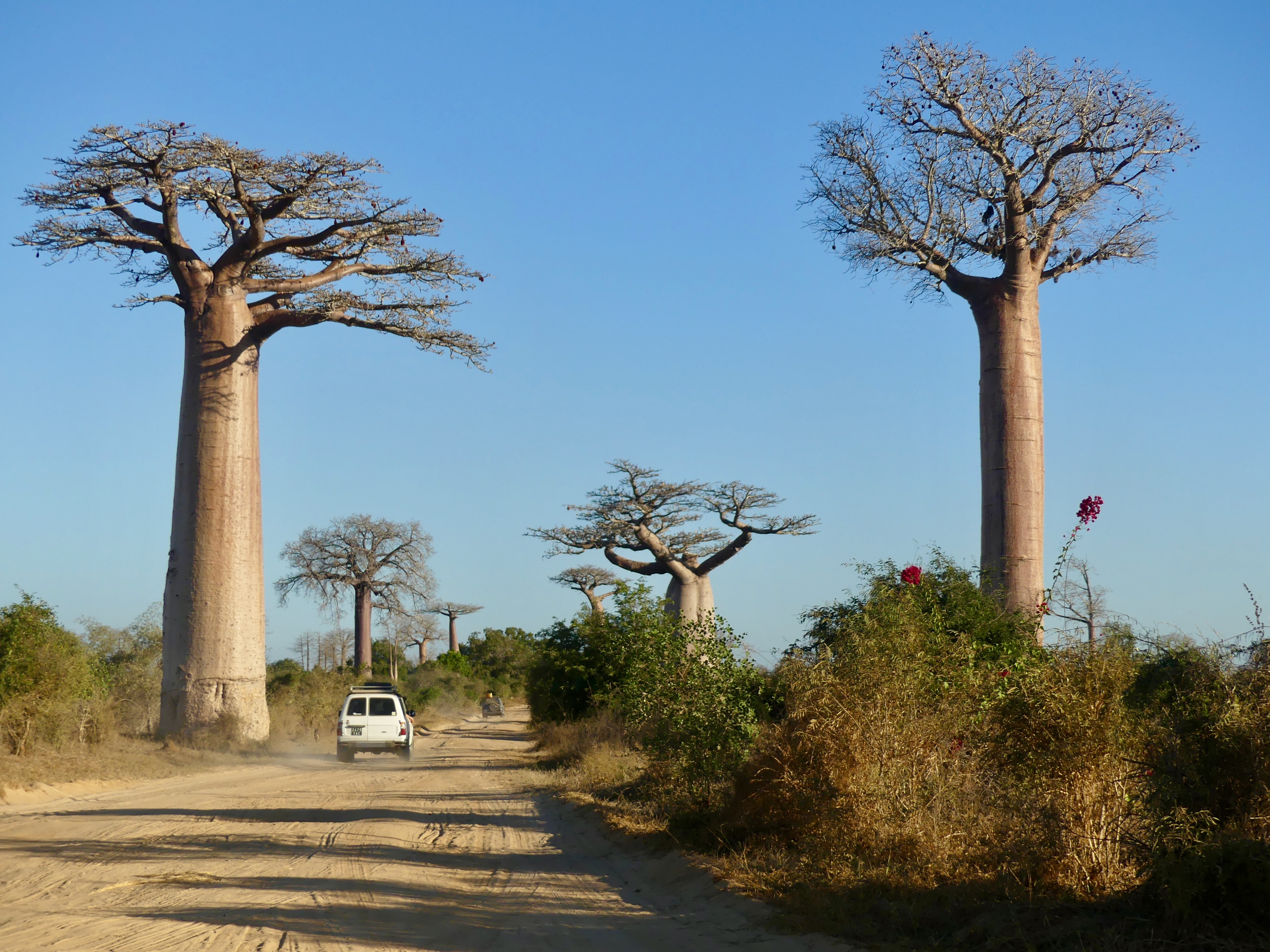 Landscape of Madagascar Trees