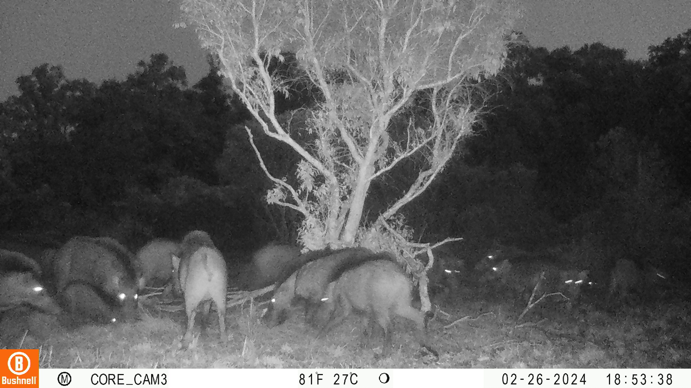 Several wild boars in a group, captured via night vision camera, eating.
