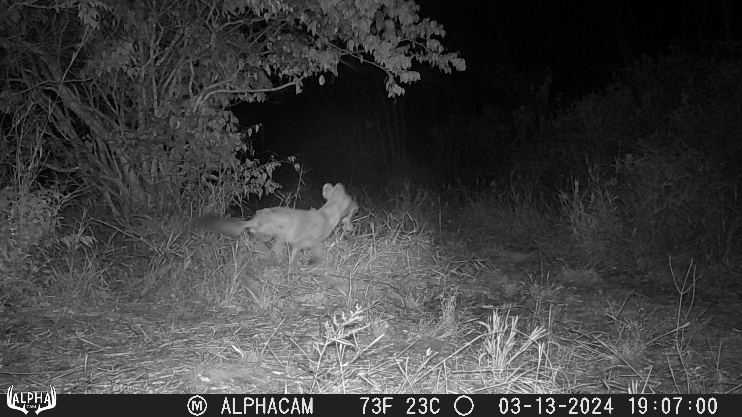 A dhole in the wild, at night.