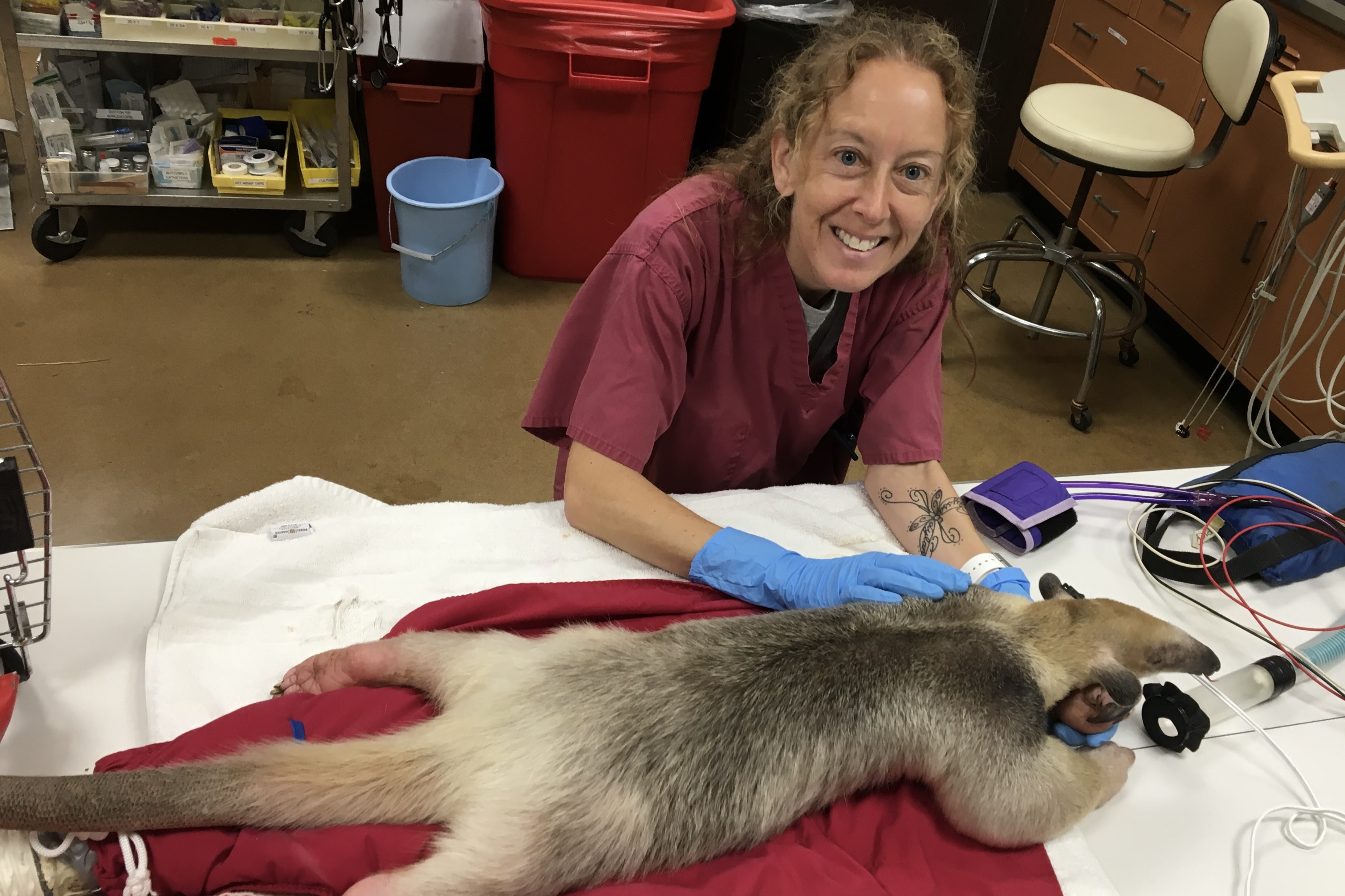 Jessica Siegal-Willott examines a tamandua