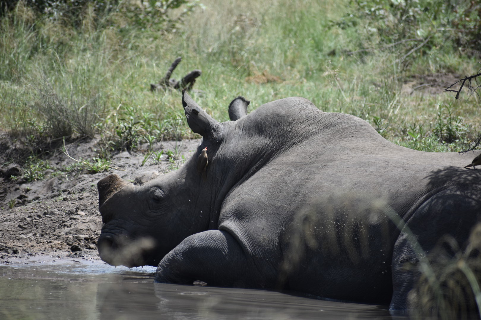 A rhino laying in a body of water.