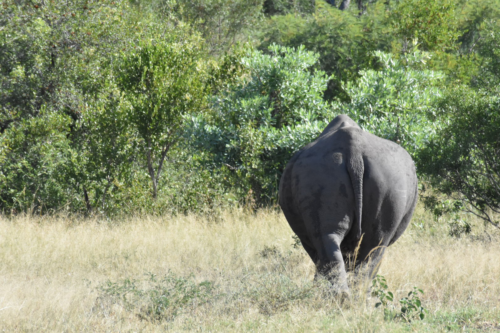 A rhino walking away from from the camera in a grassy landscape.