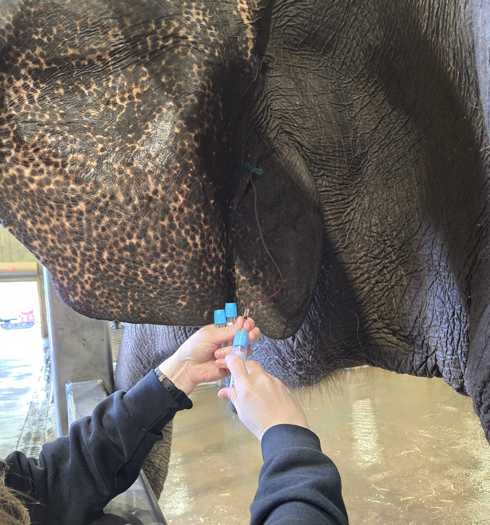 Close up of an elephants ear as a pair of hands draw blood samples and place into blue-topped tubes.