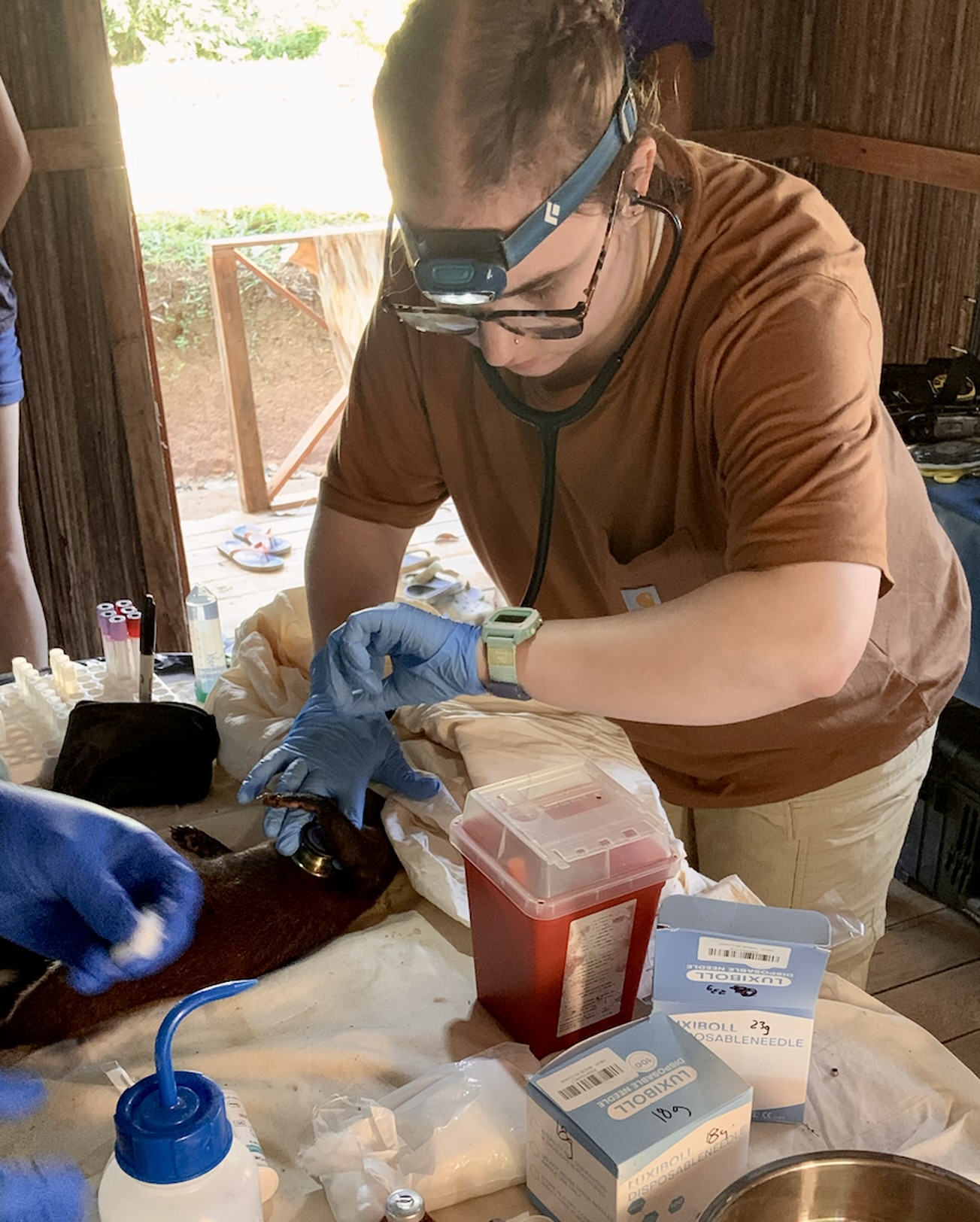 Shayna listening to a ring-tailed vontsira with a stethoscope.