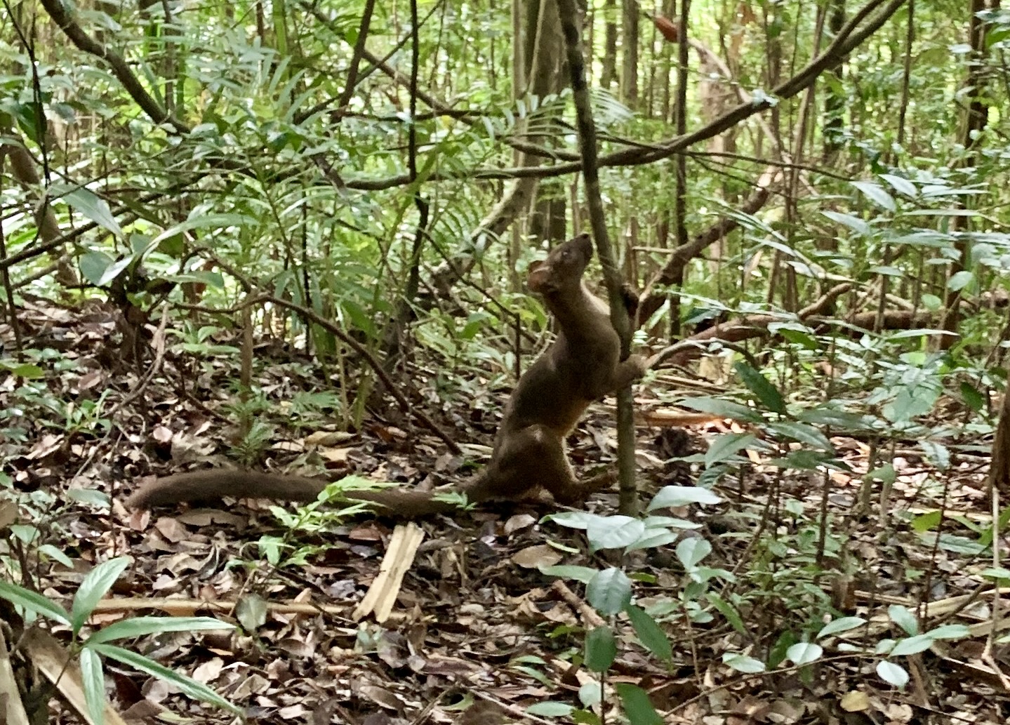 A juvenile fosa peering up a tree