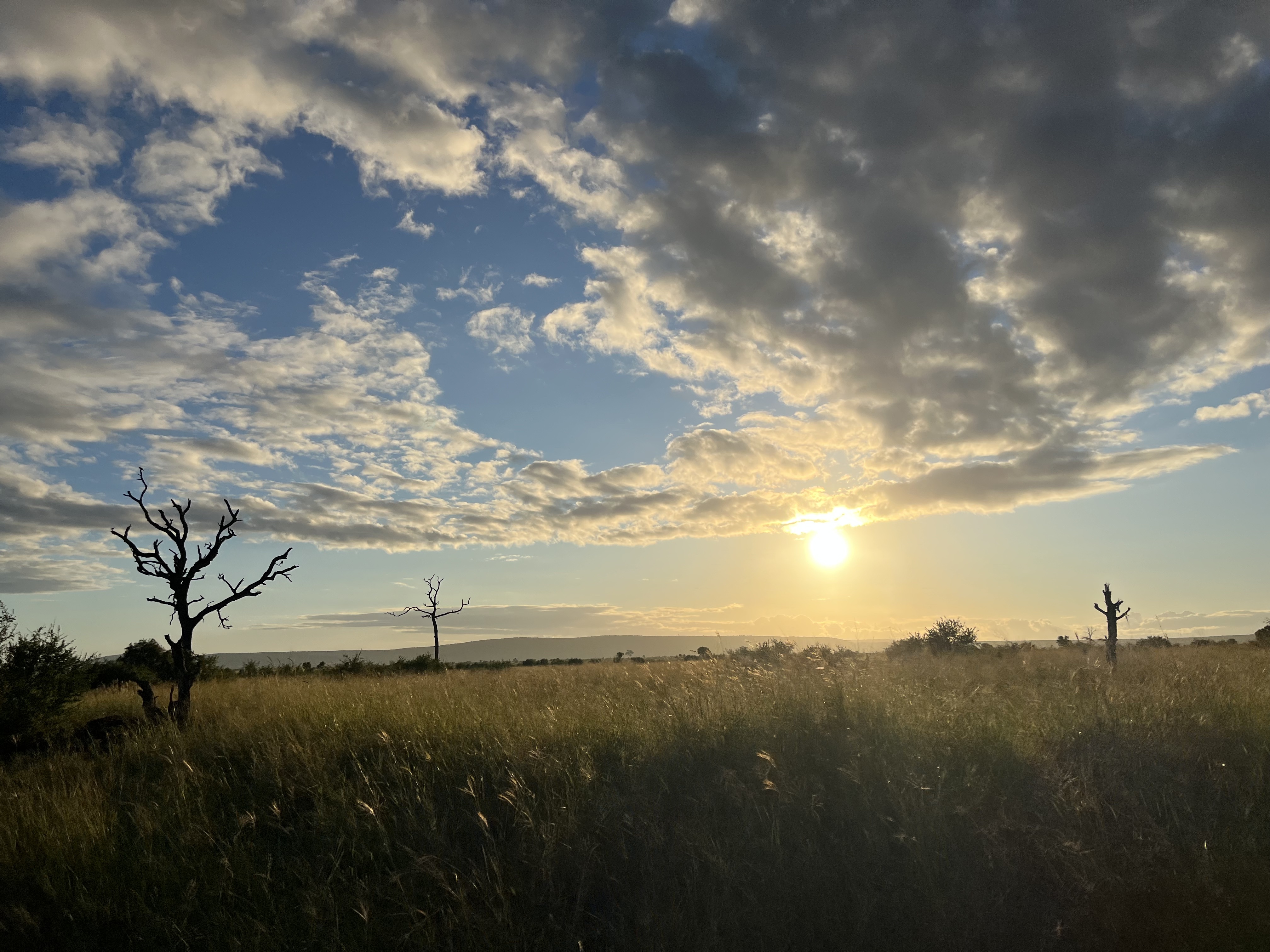 Sunrise over a grassy dry landscape.