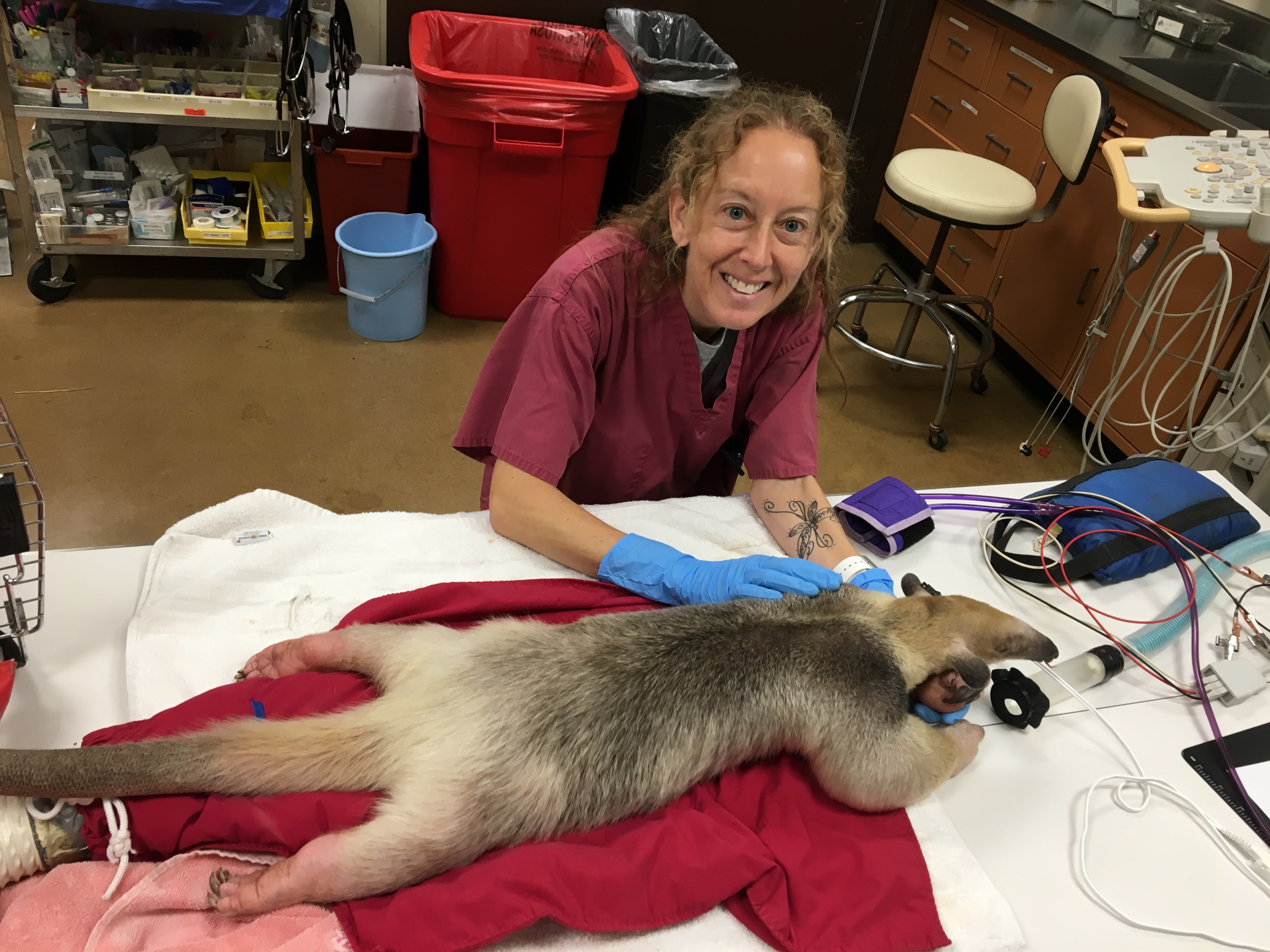 Jessica performing an exam on a sedated tamandua that is laying on a table
