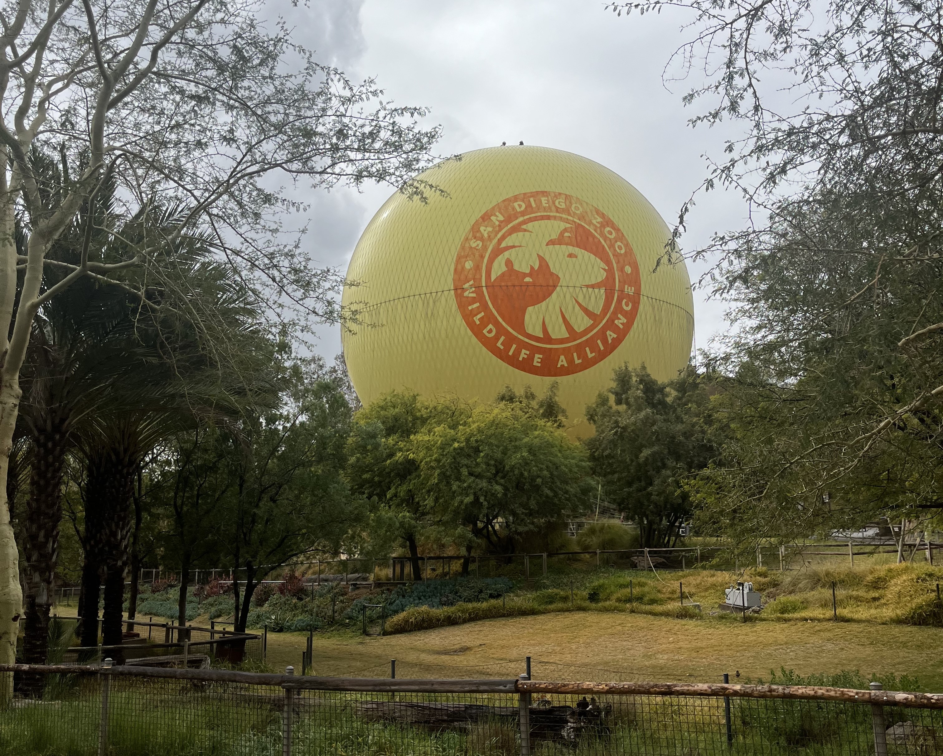 Tan hot air balloon with an image of a rhino and lion with the words "San Diego Zoo Wildlife Alliance"