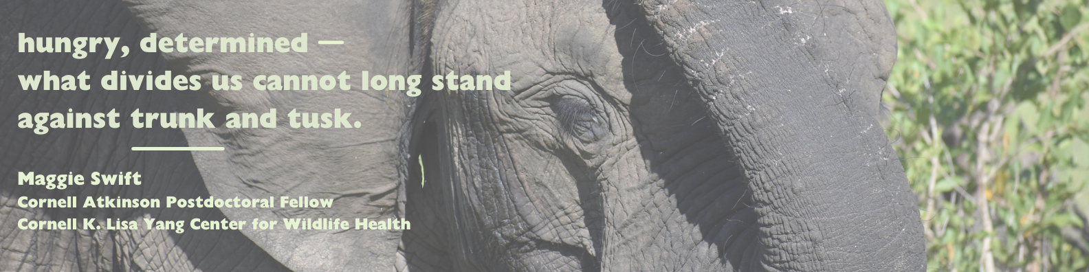 Close up of an elephant face with trunk overlaid with a haiku in pale green text: "hungry, determined — what divides us cannot long stand against trunk and tusk." Below the poem, the author's name and affiliation are listed: Maggie Swift, Cornell Atkinson Postdoctoral Fellow, Cornell K. Lisa Yang Center for Wildlife Health.