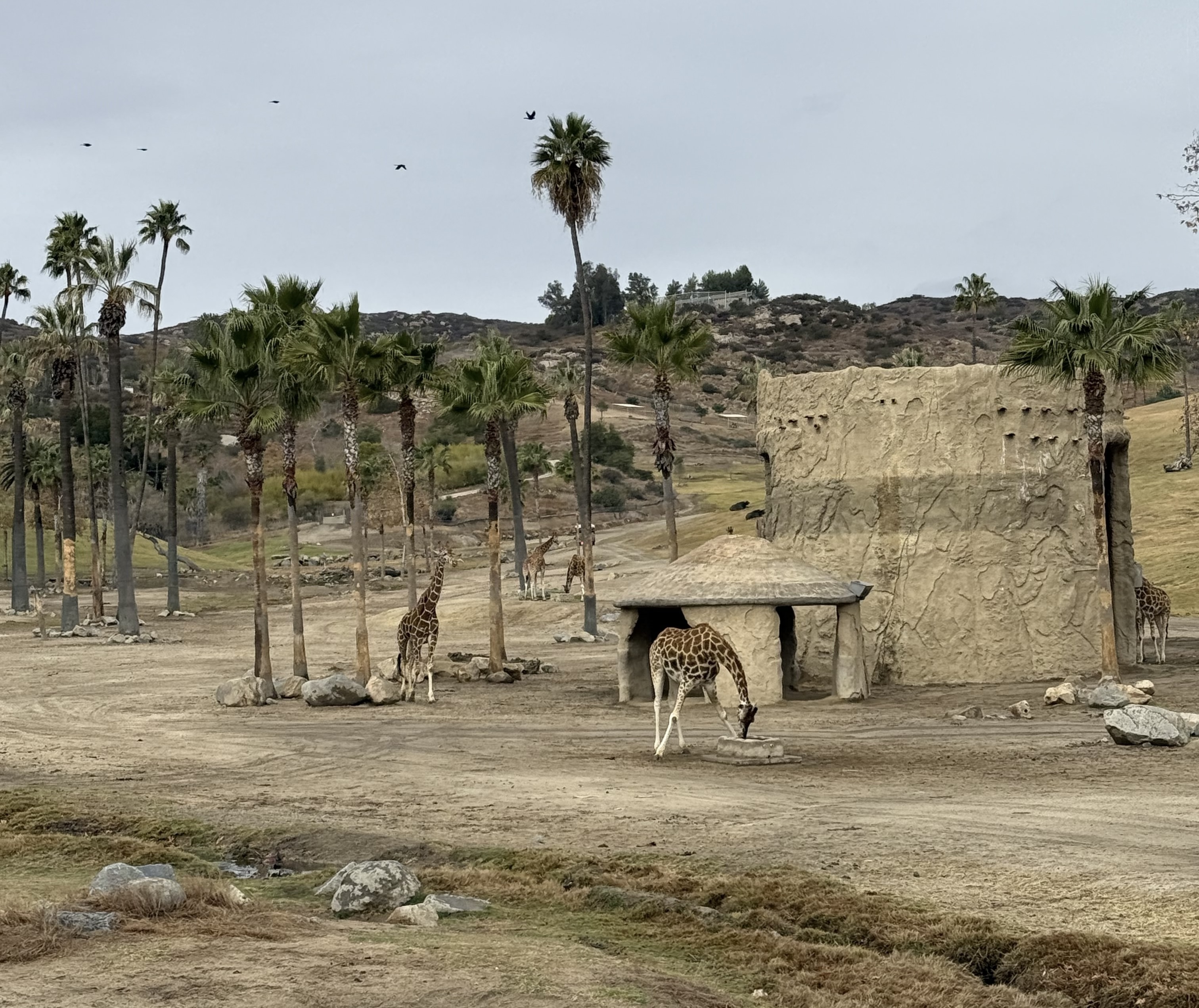 A group of giraffes in a spacious zoo area with palm trees and a thatched-roof shelter. One giraffe is drinking from a small water source in the foreground. The landscape is dry with scattered rocks and dirt paths, and several birds fly overhead under an overcast sky.