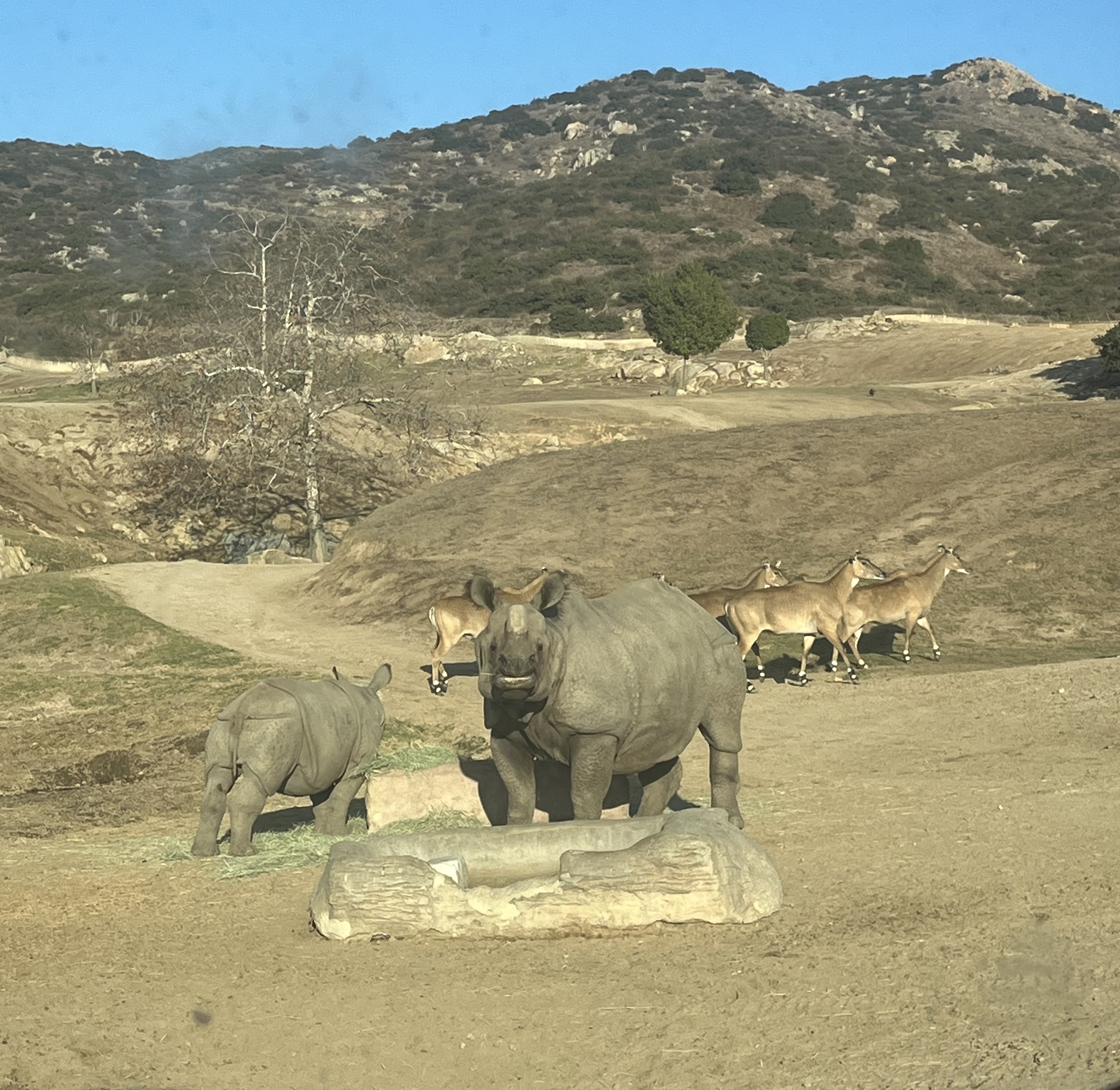 A greater one-horned rhino standing and facing the camera, while a juvenile rhino stands nearby. 