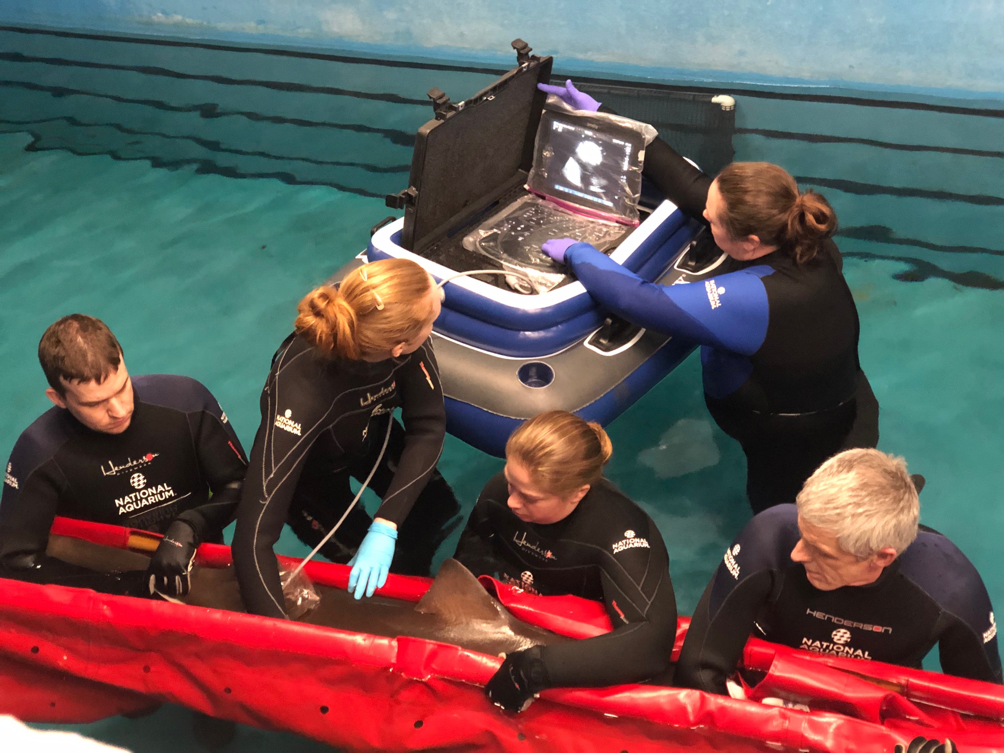 A team of five people in wetsuits, work together in shallow water to perform an ultrasound on a tiger shark. One person operates the ultrasound machine from a floating platform while others carefully hold and support the shark in a red sling.