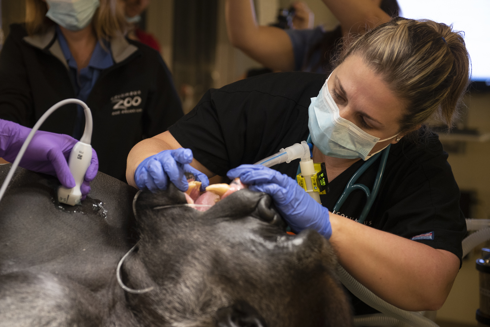 Dr. Seeley performing a dental exam on a silverback gorilla that is laying on its back under anesthesia.