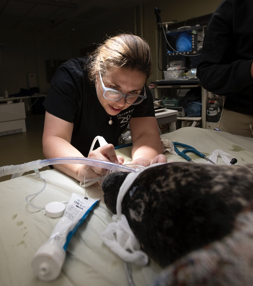 Dr. Seeley performing an oral exam on a harbor seal laying on a table that is under general anesthesia.