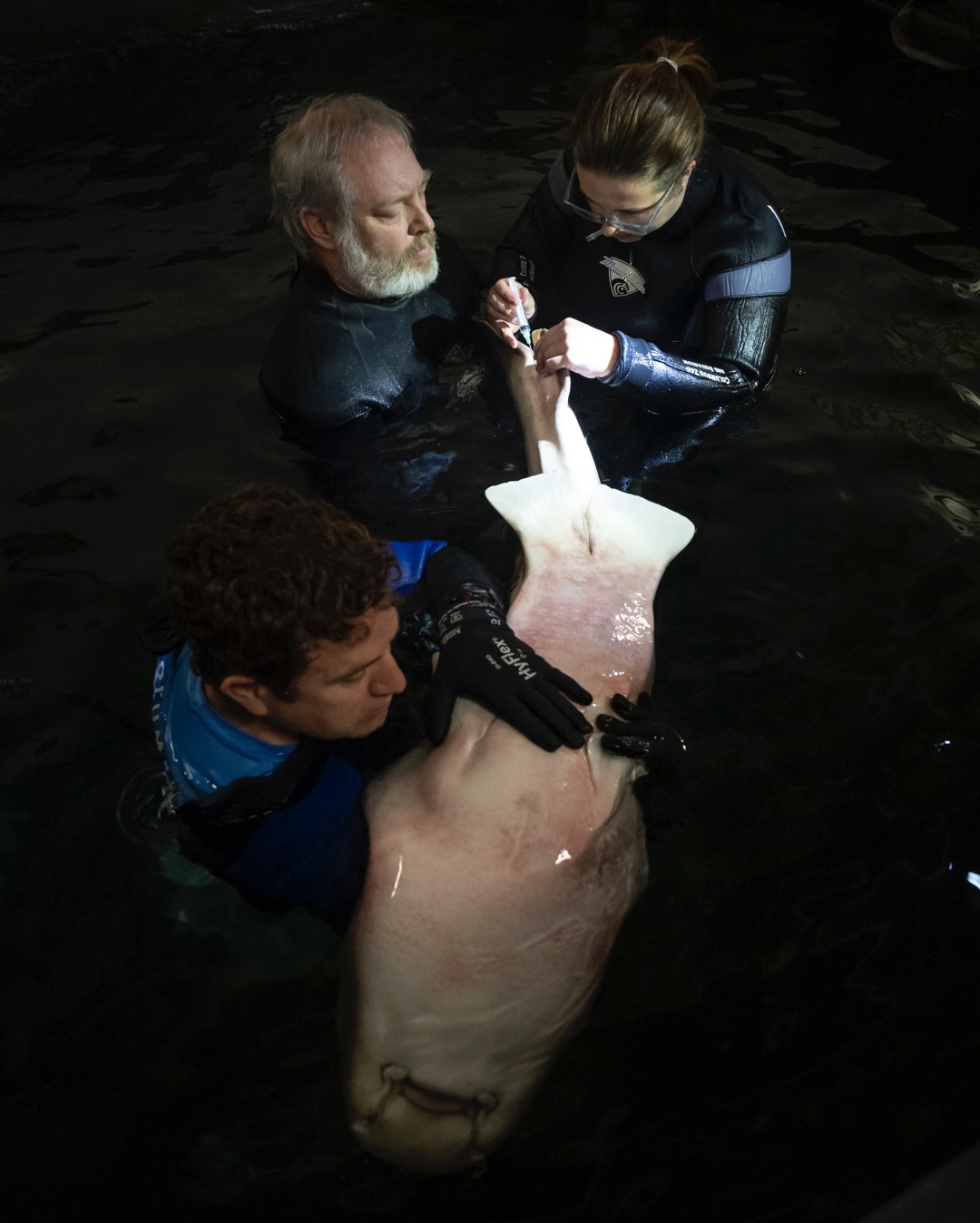Two assistants in wetsuits, hold a zebra shark while Dr. Seeley collects a blood sample from its tail.