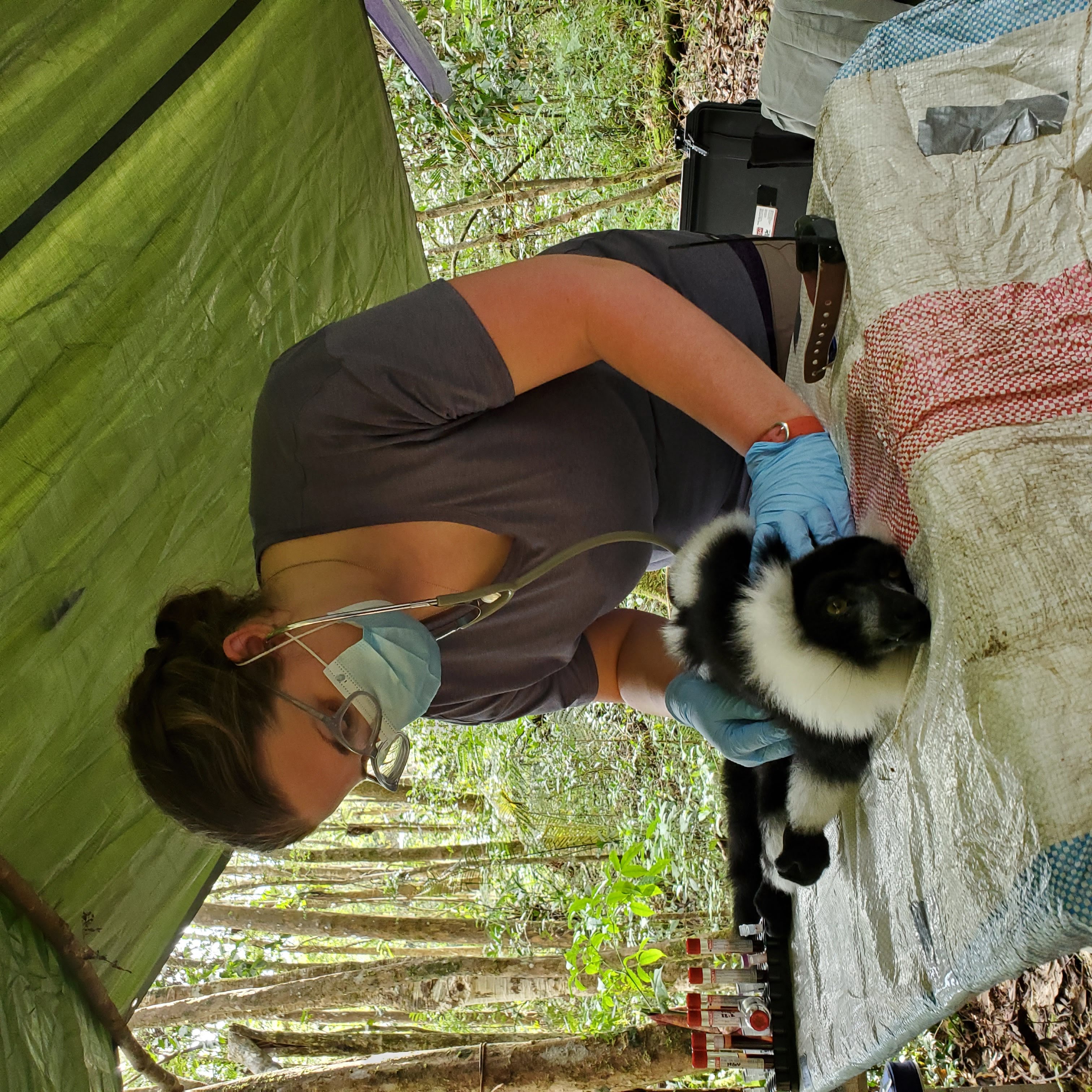Dr. Seeley doing an examination on a lemur that is laying on a table in a wooded area under a tent like awning.