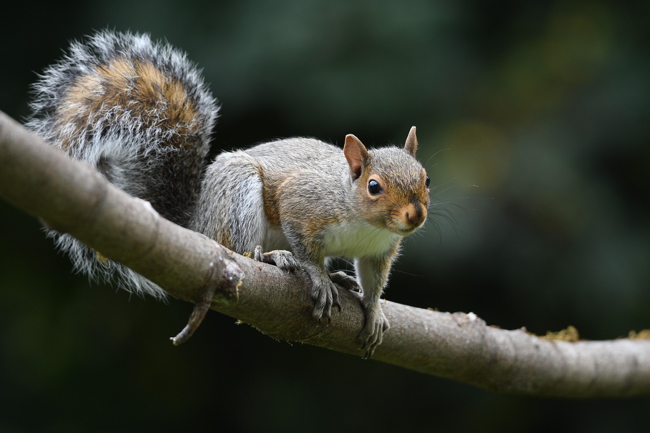 A grey squirrel perched on top of a tree branch.