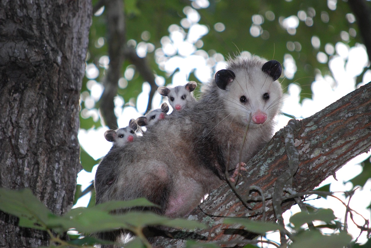 An opossum sitting on a tree branch with 3 babies on her back.