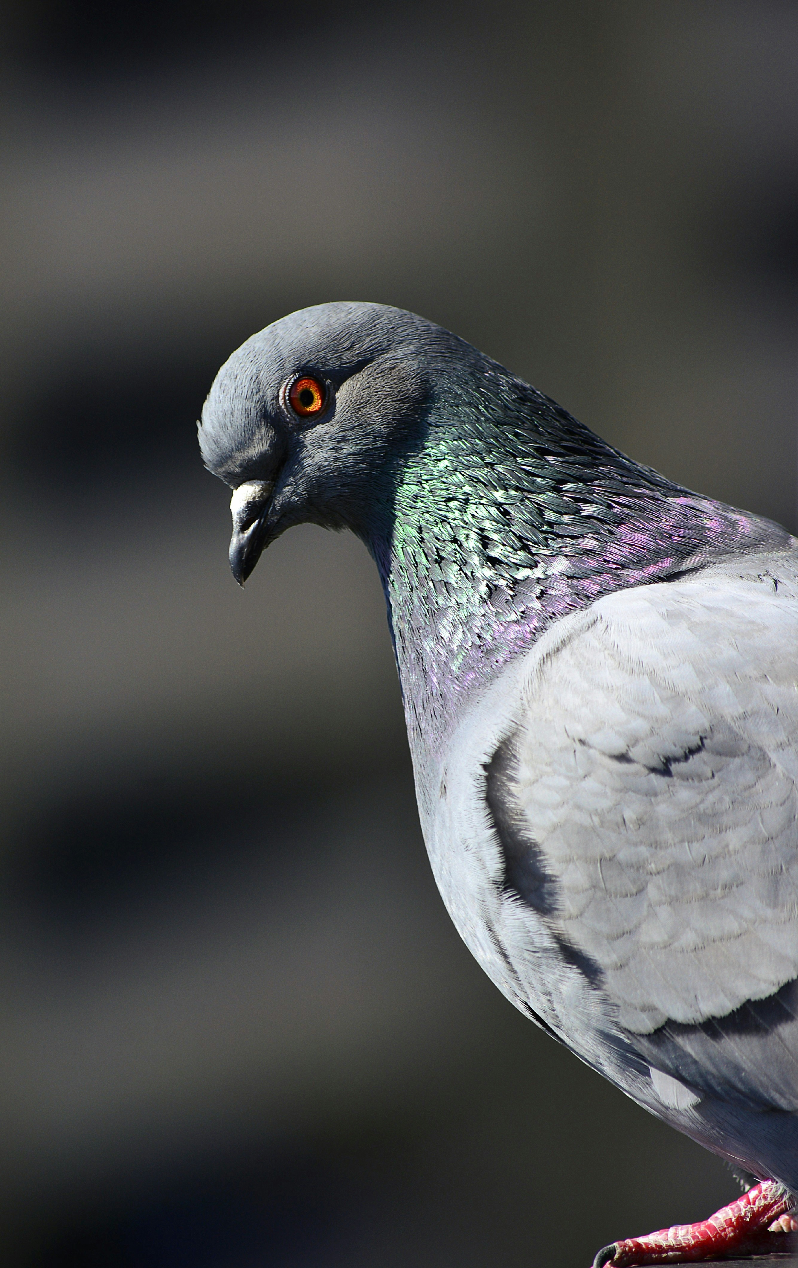 Close up of a pigeon.