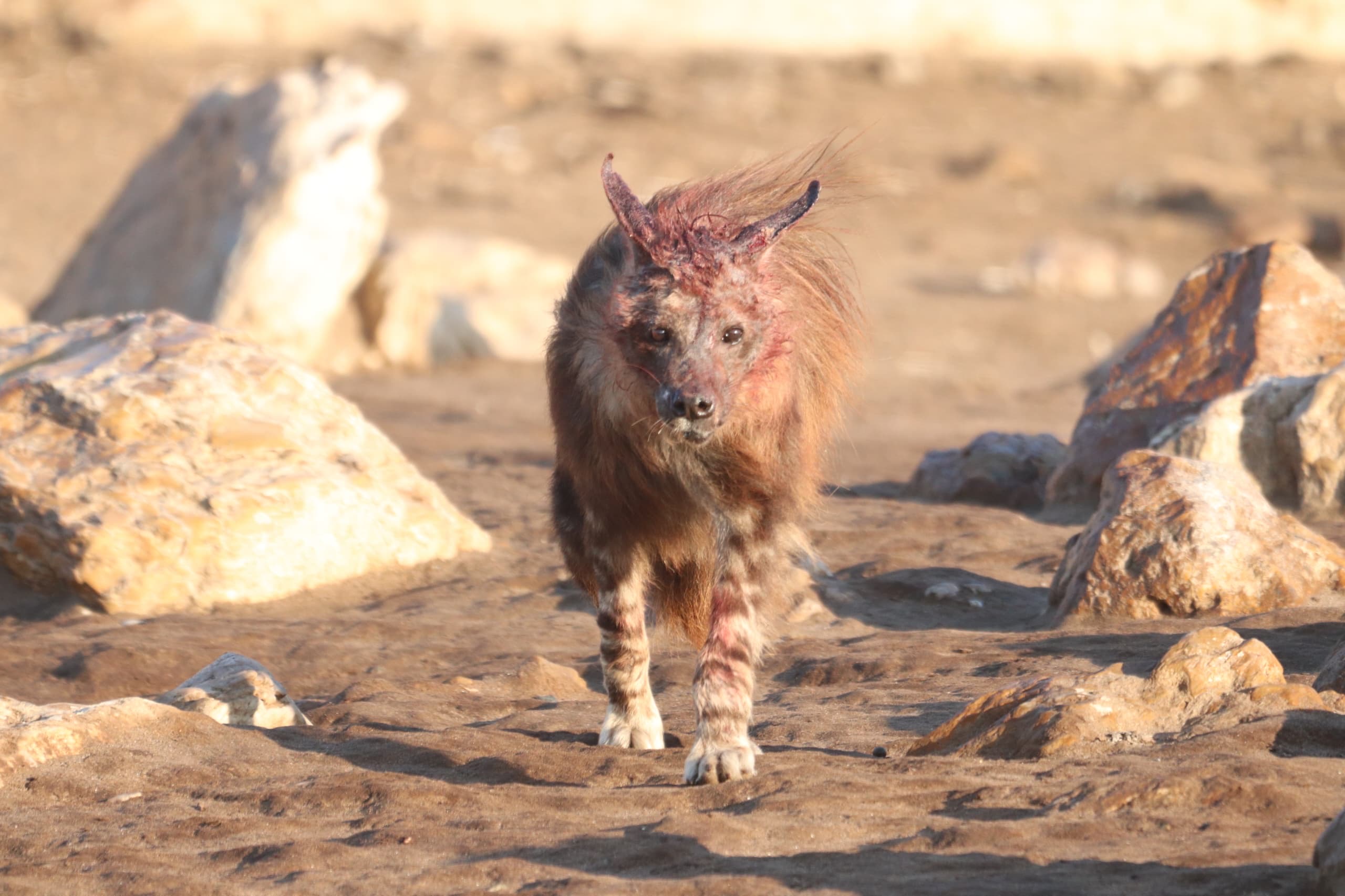 A brown hyena looking towards the camera. The fur on his face and head is tinted with blood.