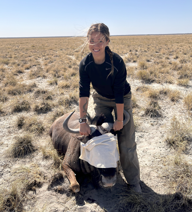 Ava standing in the desert, holding an anesthetized wildebeest by its horns. Its eyes are covered by a white cloth.