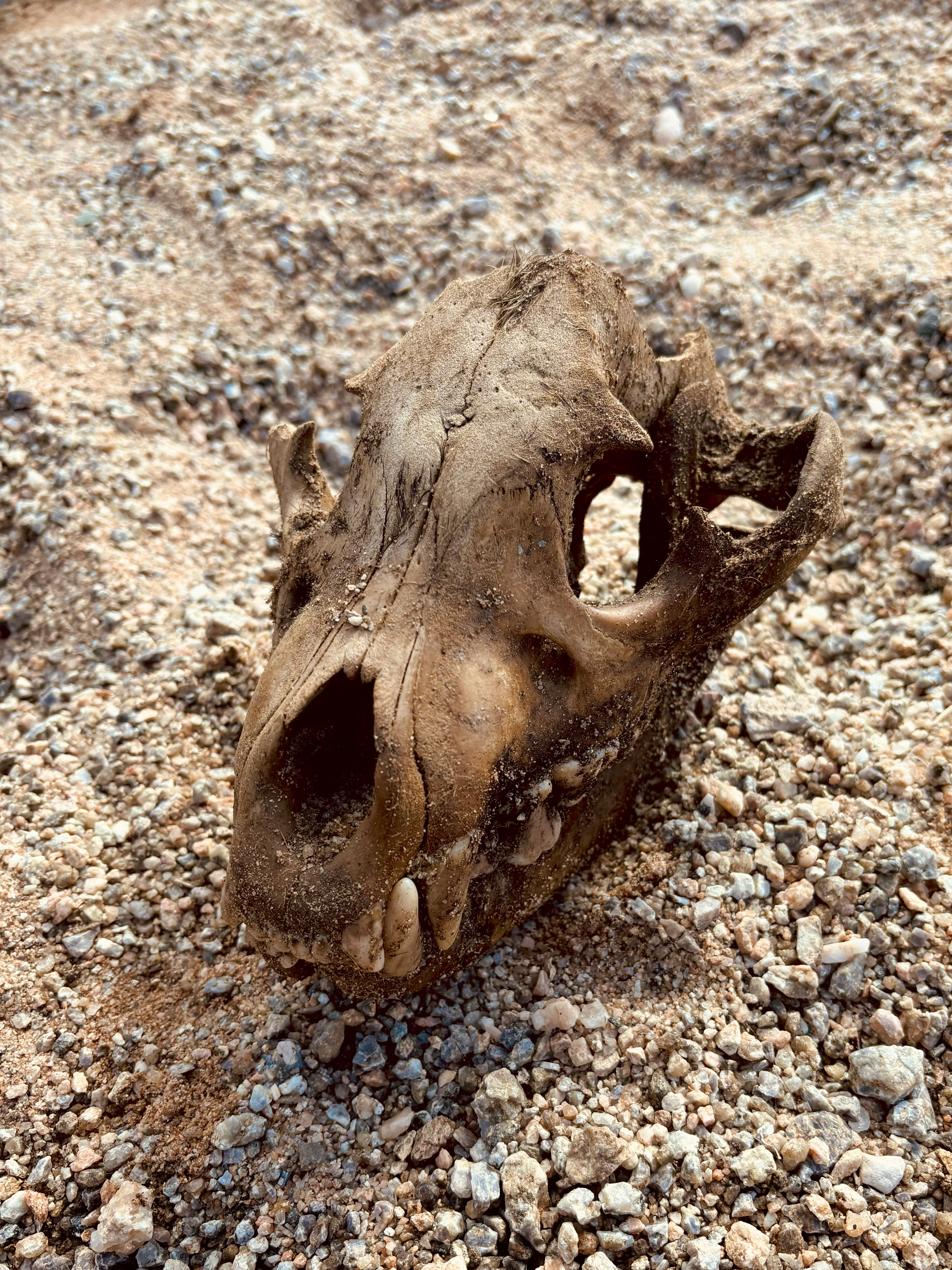 A skull lies on the stone covered ground.