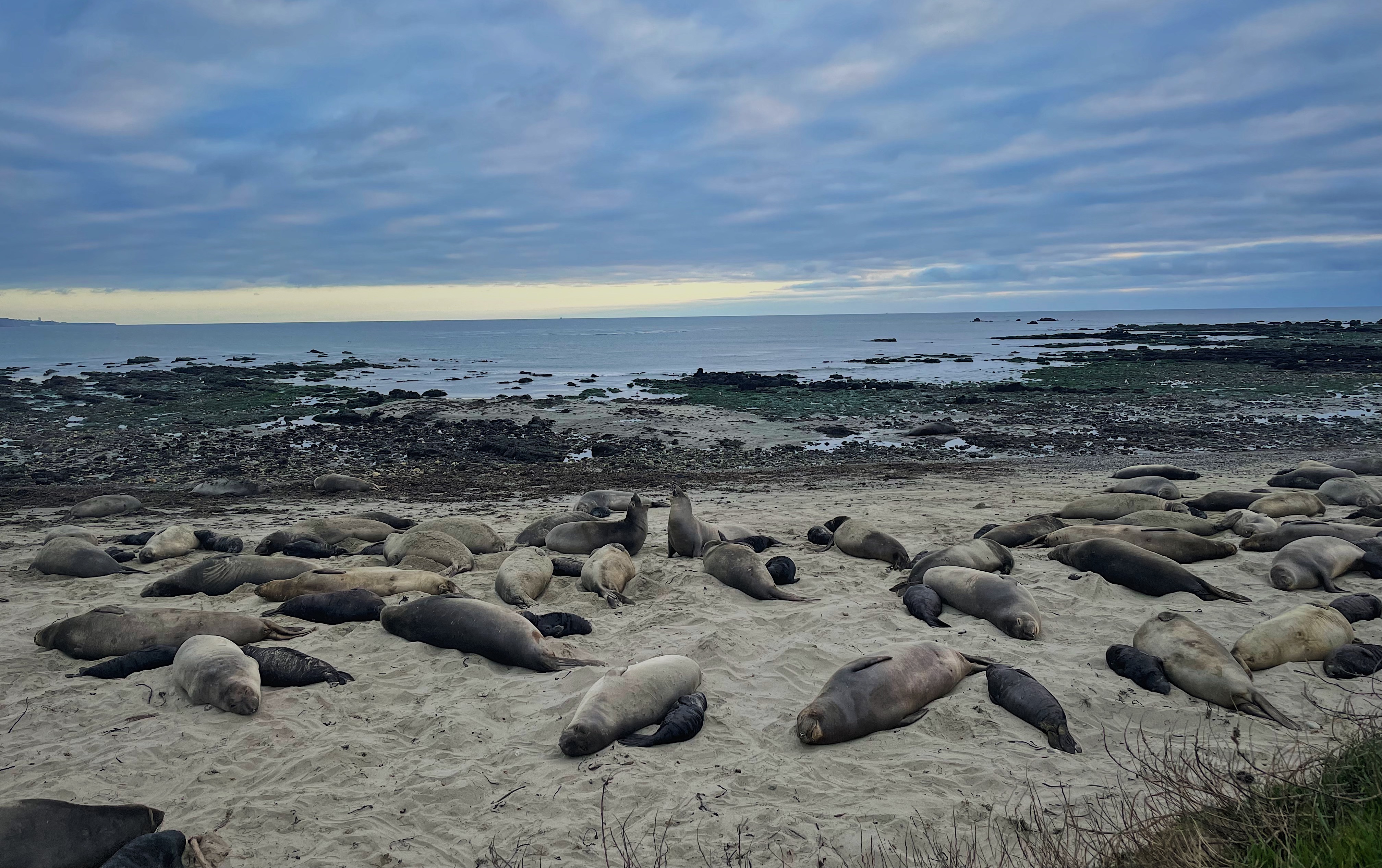 A beach with approximately 20 elephant seals along the shoreline. 
