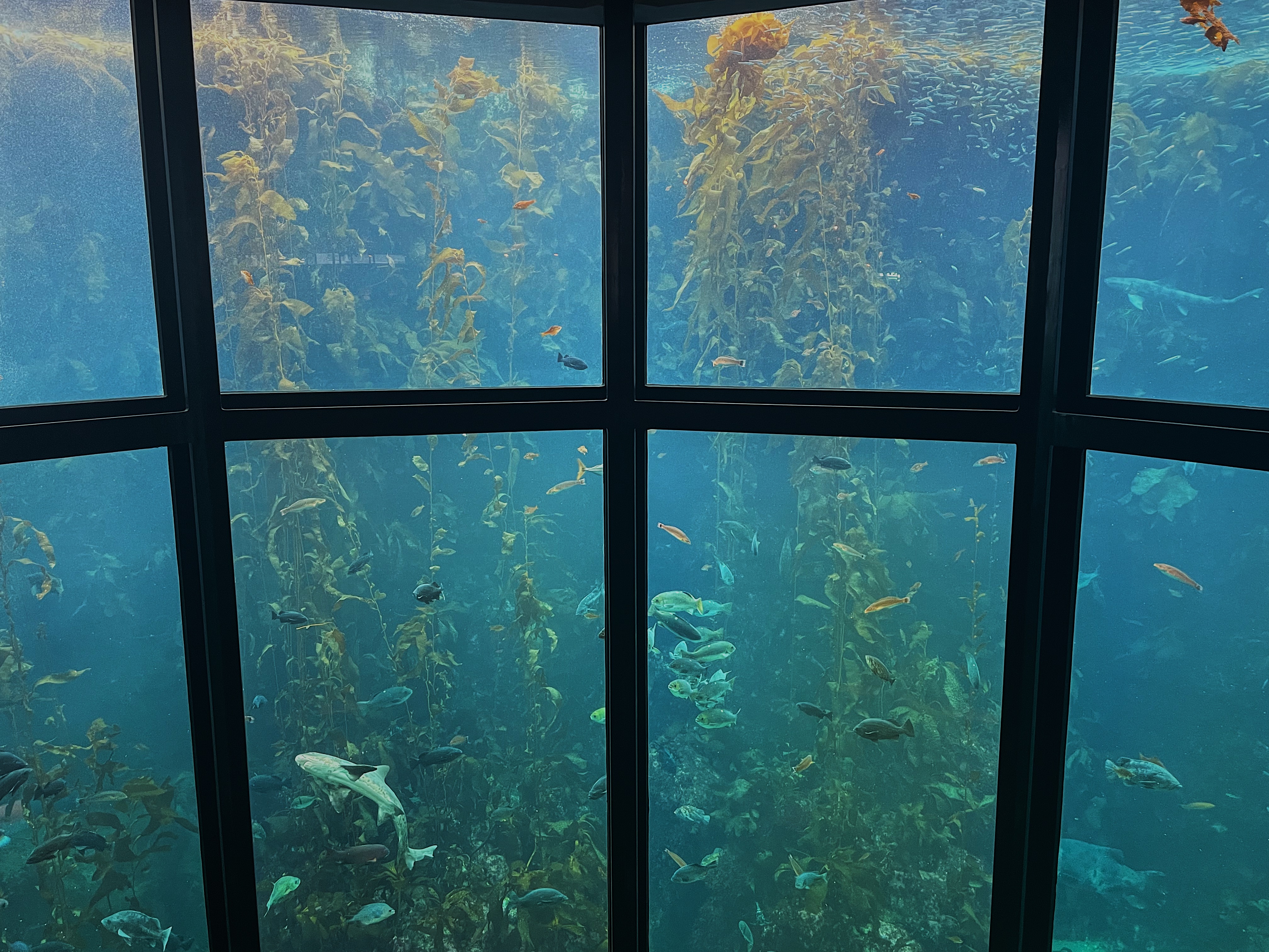 View through large aquarium windows into a kelp forest exhibit, with tall strands of kelp rising toward the surface and numerous fish of different sizes and colors swimming among them.