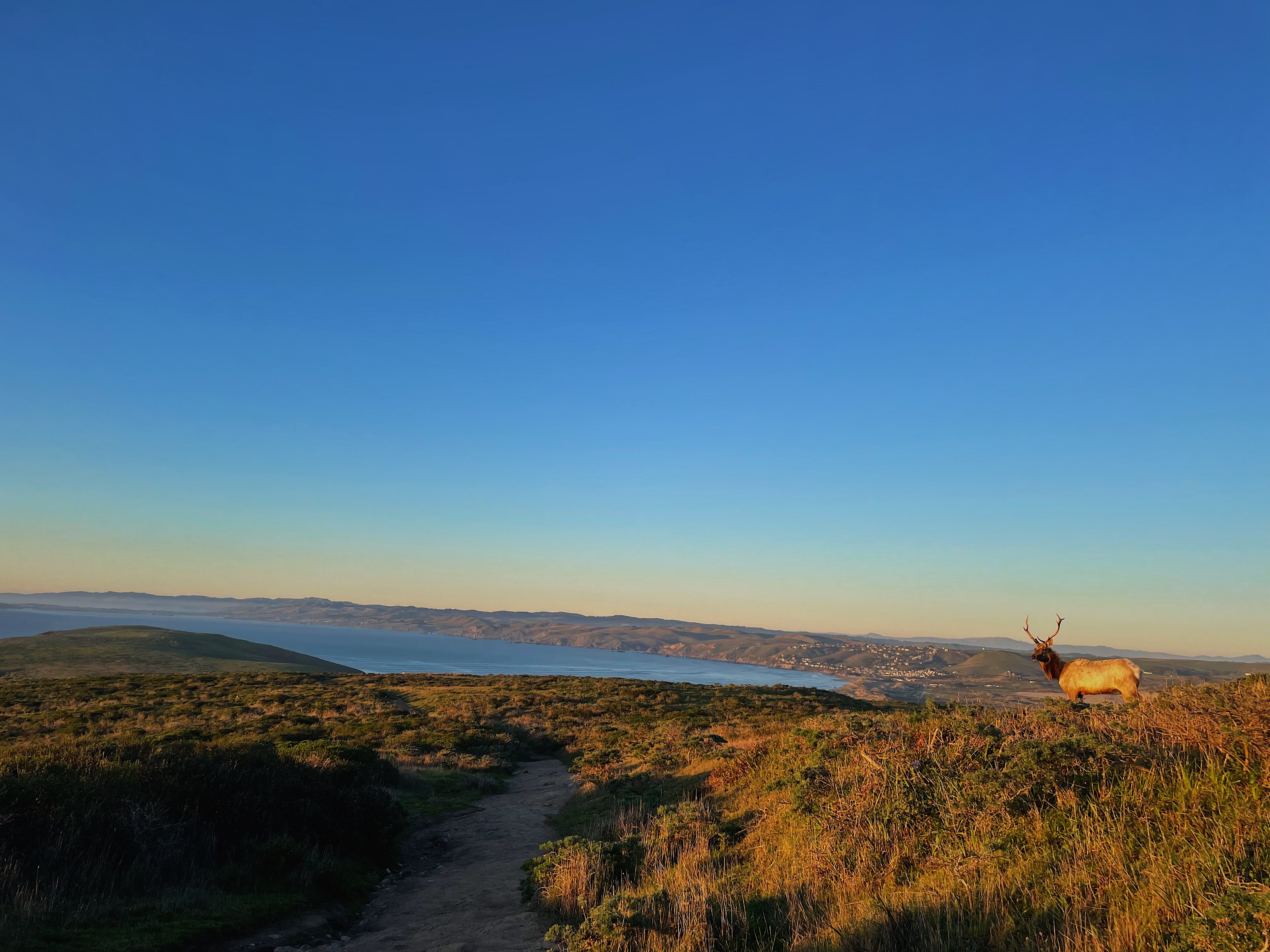 A tule elk stands on a grassy hillside at sunset, overlooking rolling hills and a body of water under a clear blue sky.
