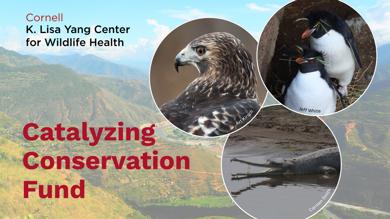 Cornell K. Lisa Yang Center for Wildlife Health's Catalyzing Conservation Fund