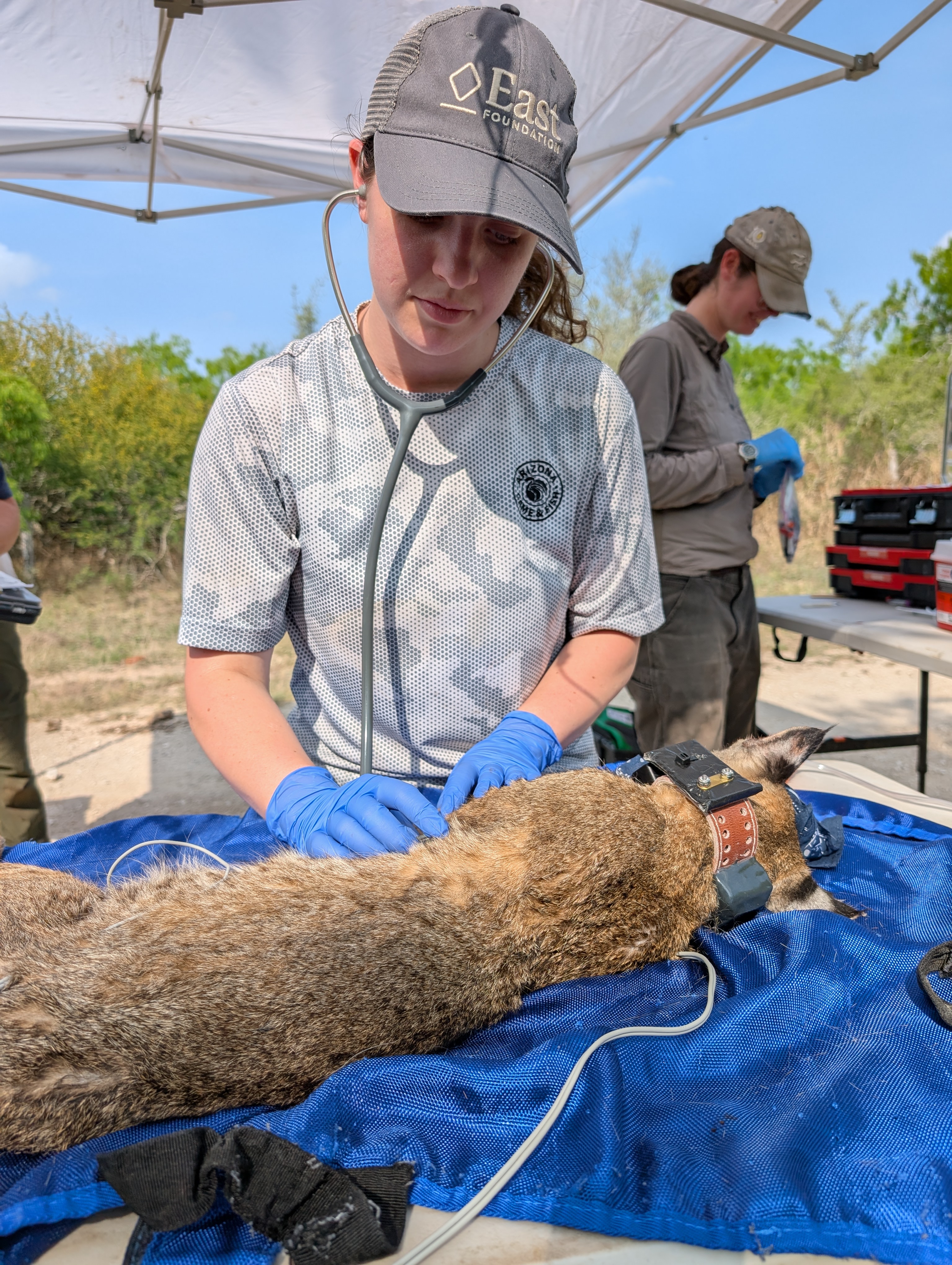 Danielle is listening to a bobcat with a stethoscope. The bobcat is sedated and laying on a blue blanket on a table in the field.