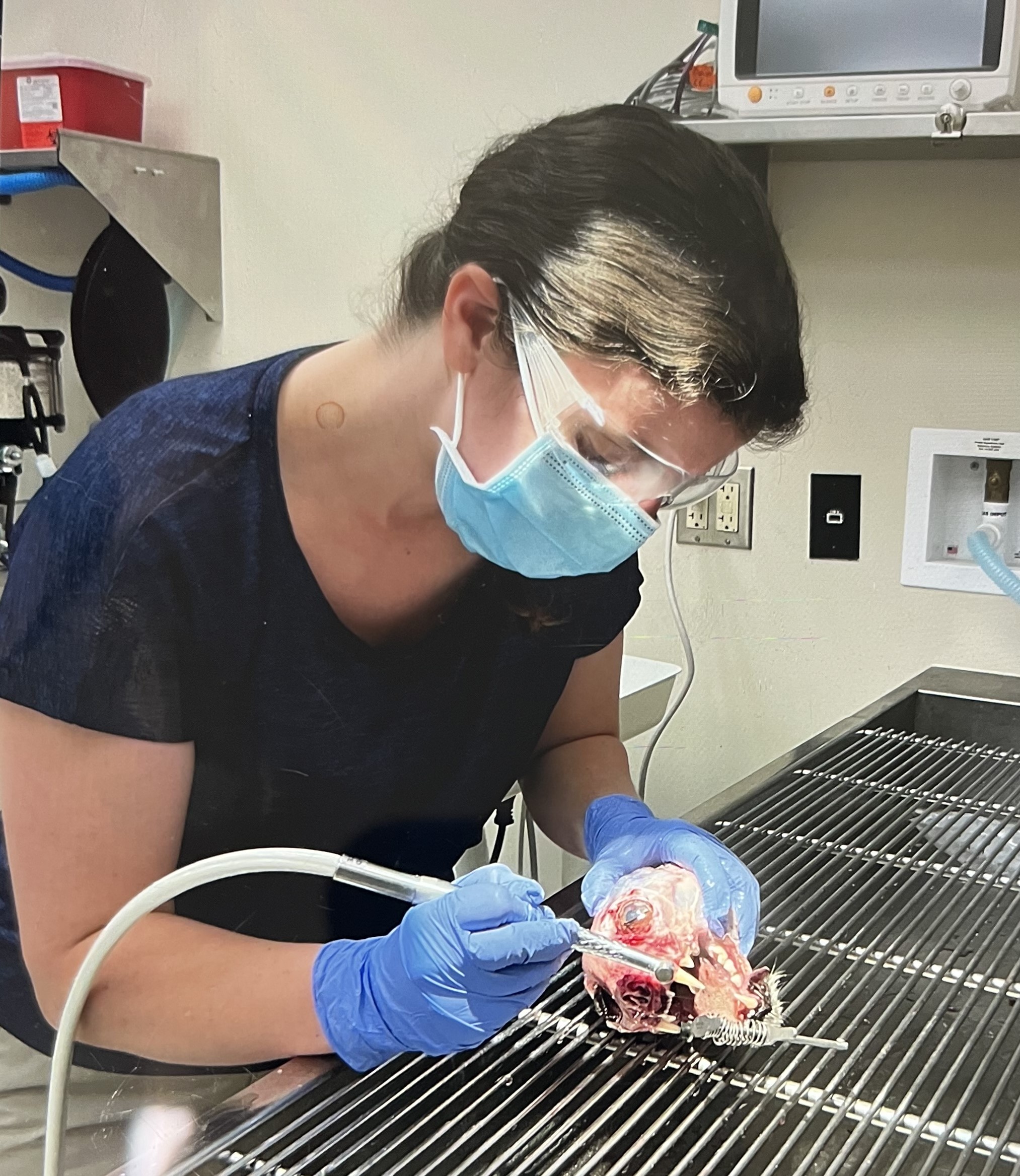 Danielle is wearing a blue mask and clear safety glasses as she practices a dental procedure on a small skull.