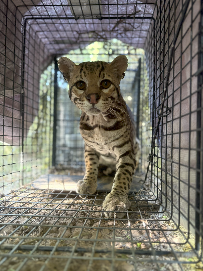 An ocelot that is tan with brown stripes, in a cage looking towards the camera with greenery in the background.