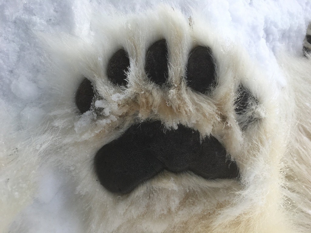 A view of the bottom of a polar bear's paw.