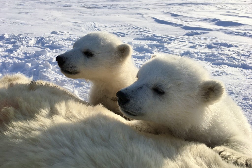 Two polar bear cubs looking in the same direction on snow covered ground.