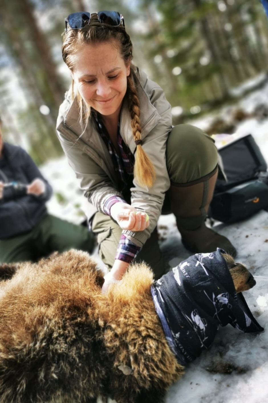 A women kneels over a brown bear that is sedated and wearing a covering over his eyes as he lays on the ground