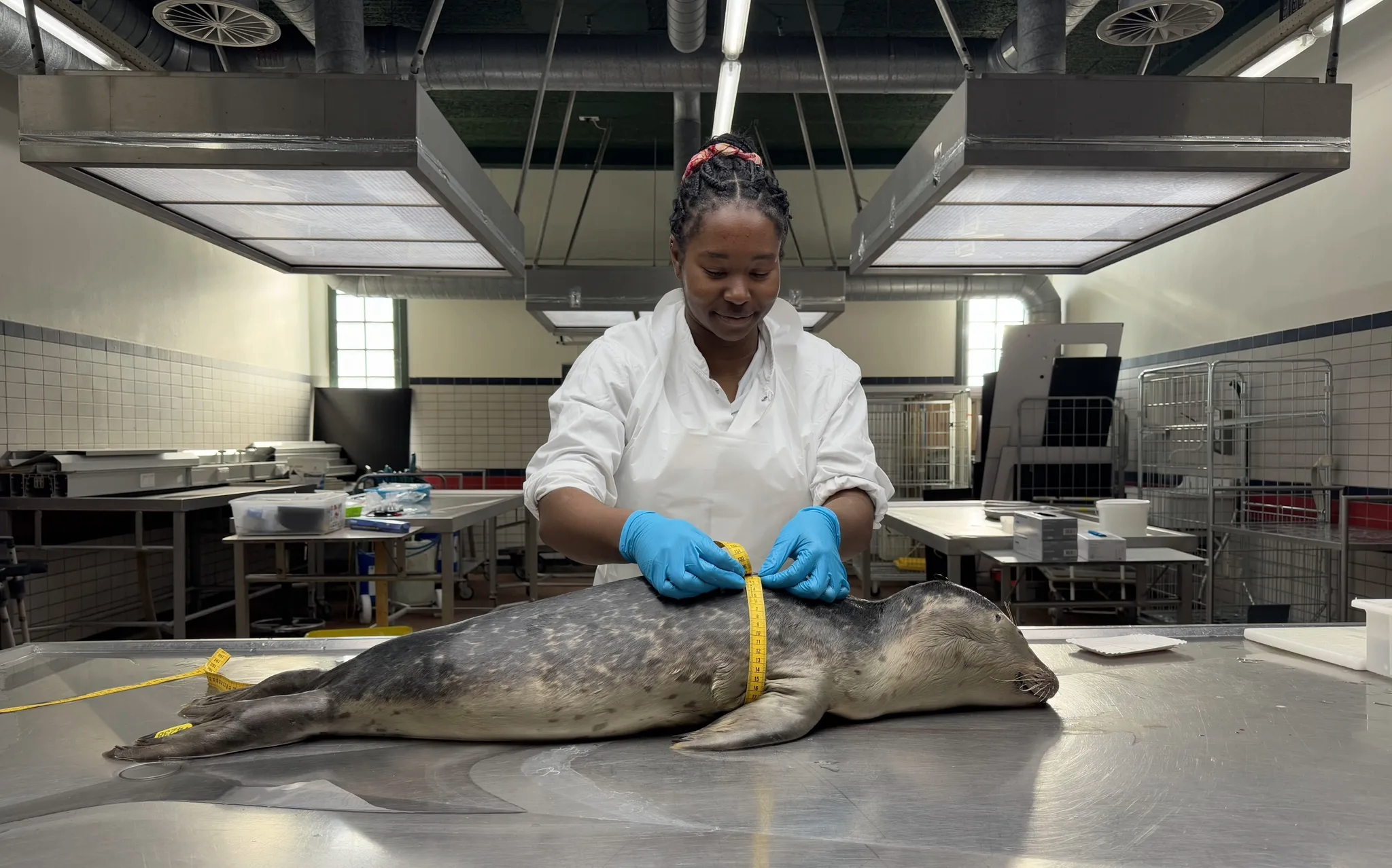 Victoria in a white lab coat is measuring a seal with a tape measure.