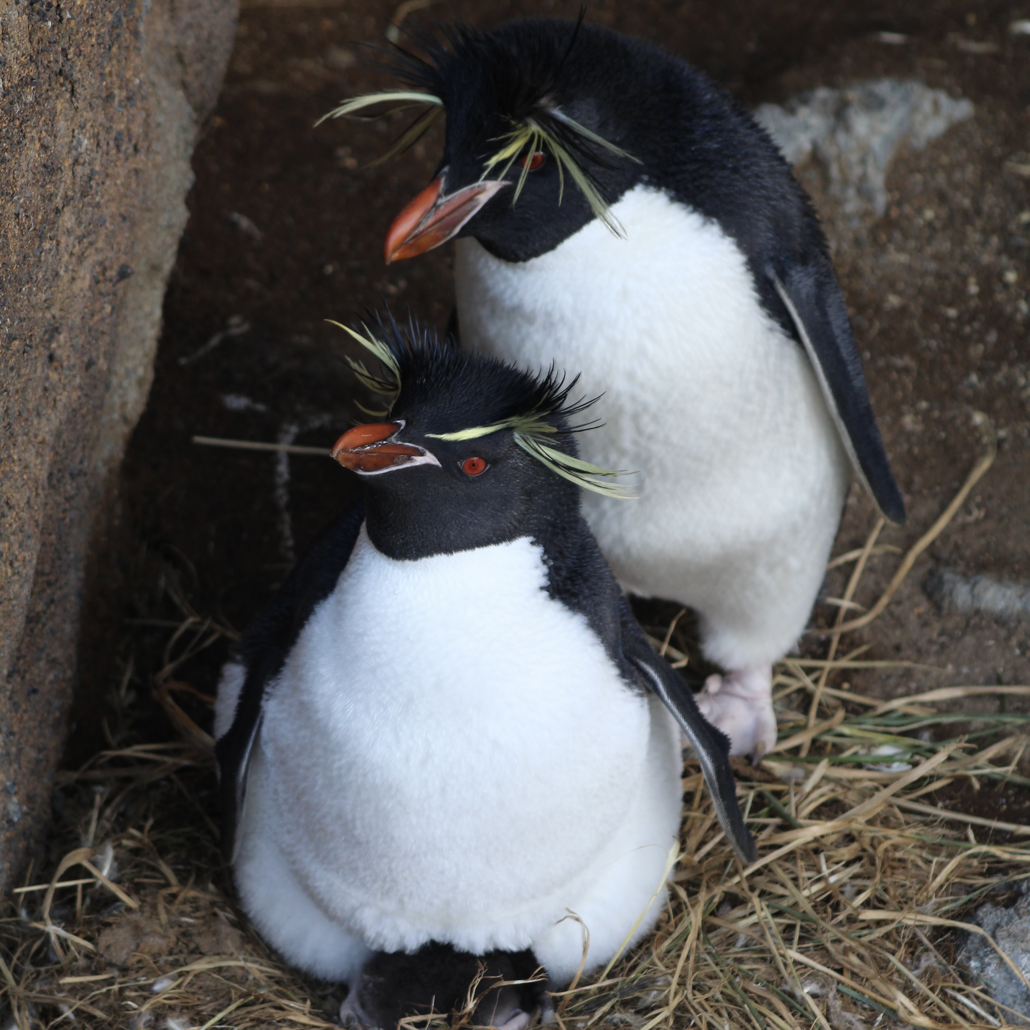 two eastern rockhopper penguins