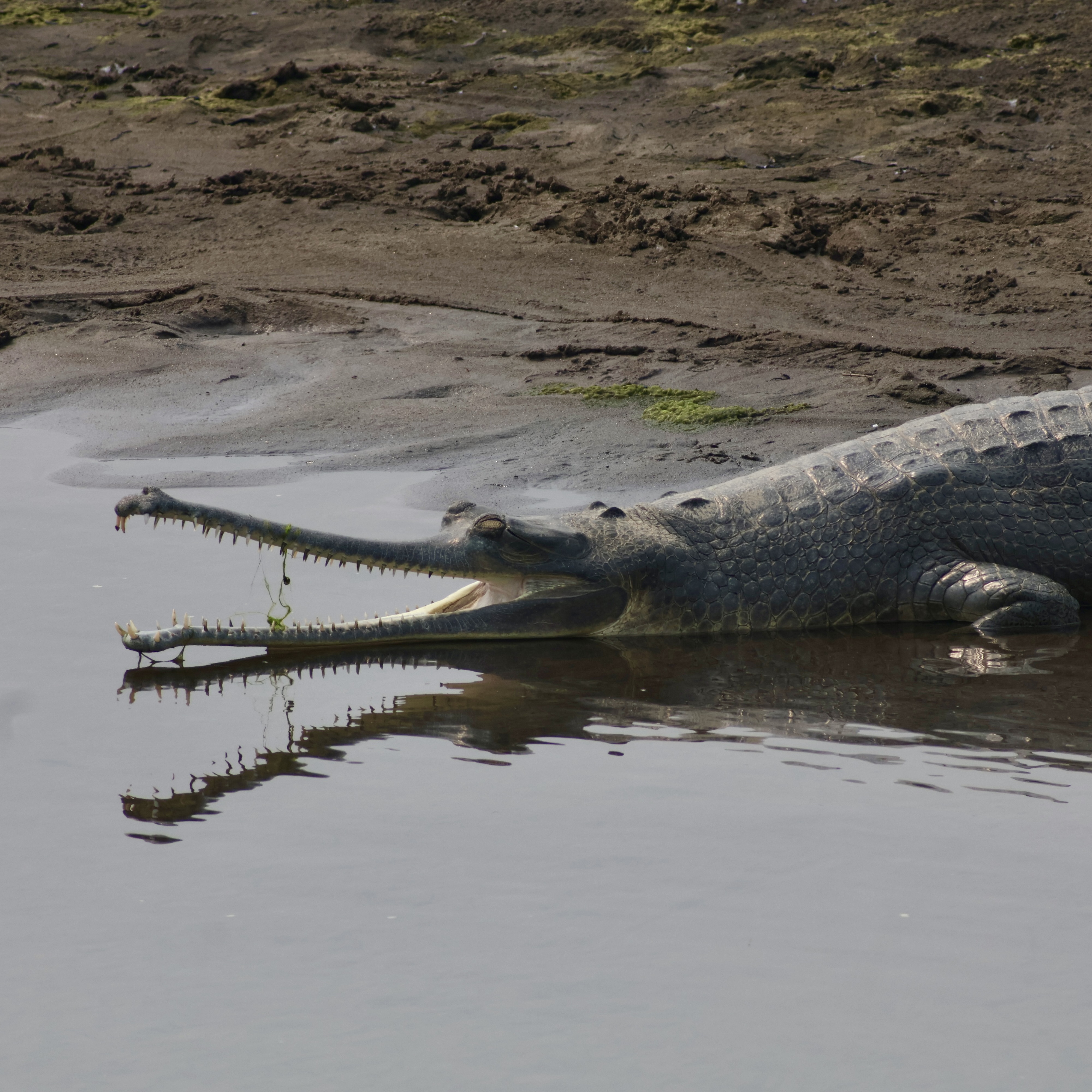 A gharial, fish eating crocodile, at the waters edge