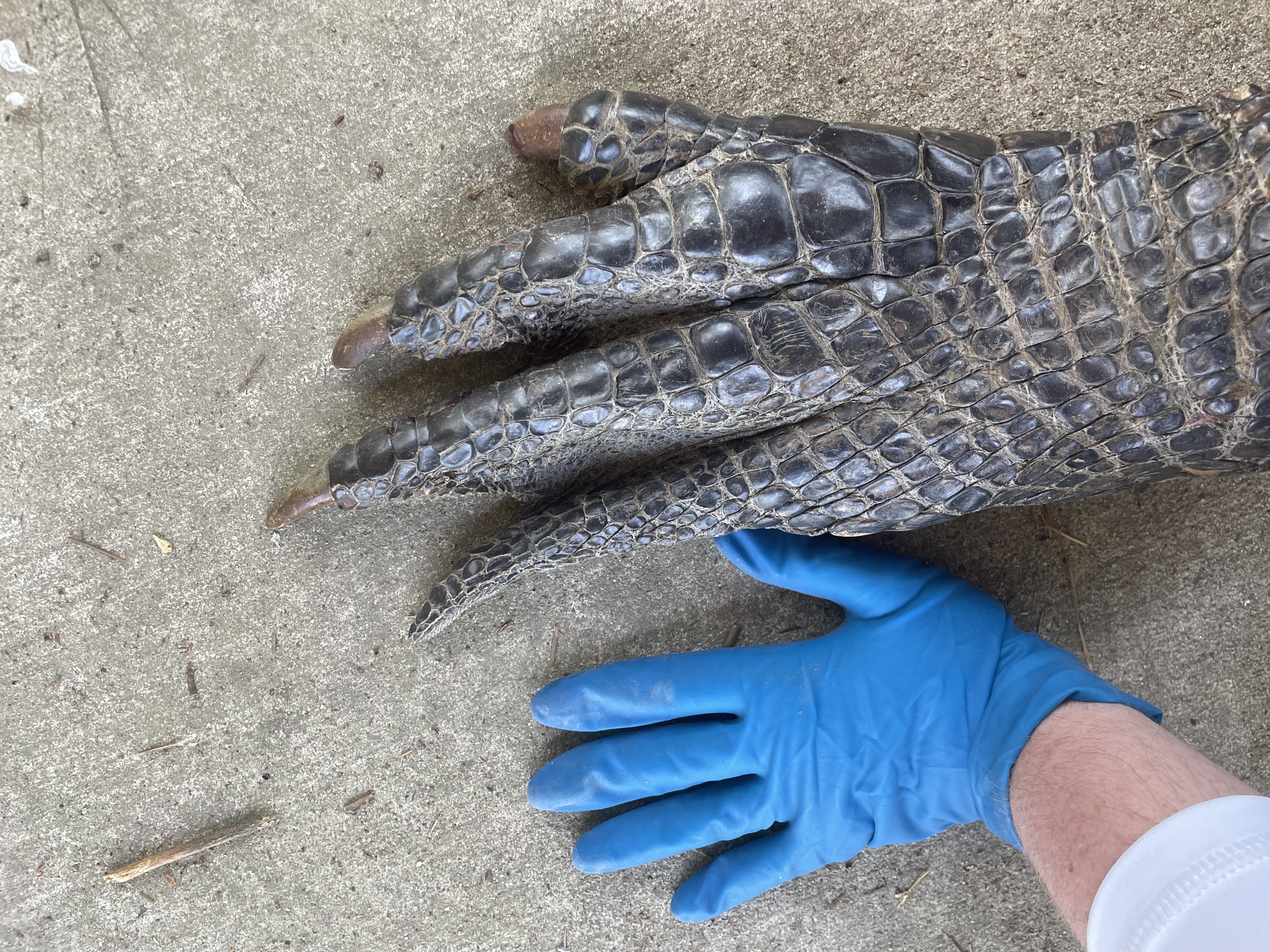 Anna's hand covered by a blue glove alongside an alligator's.