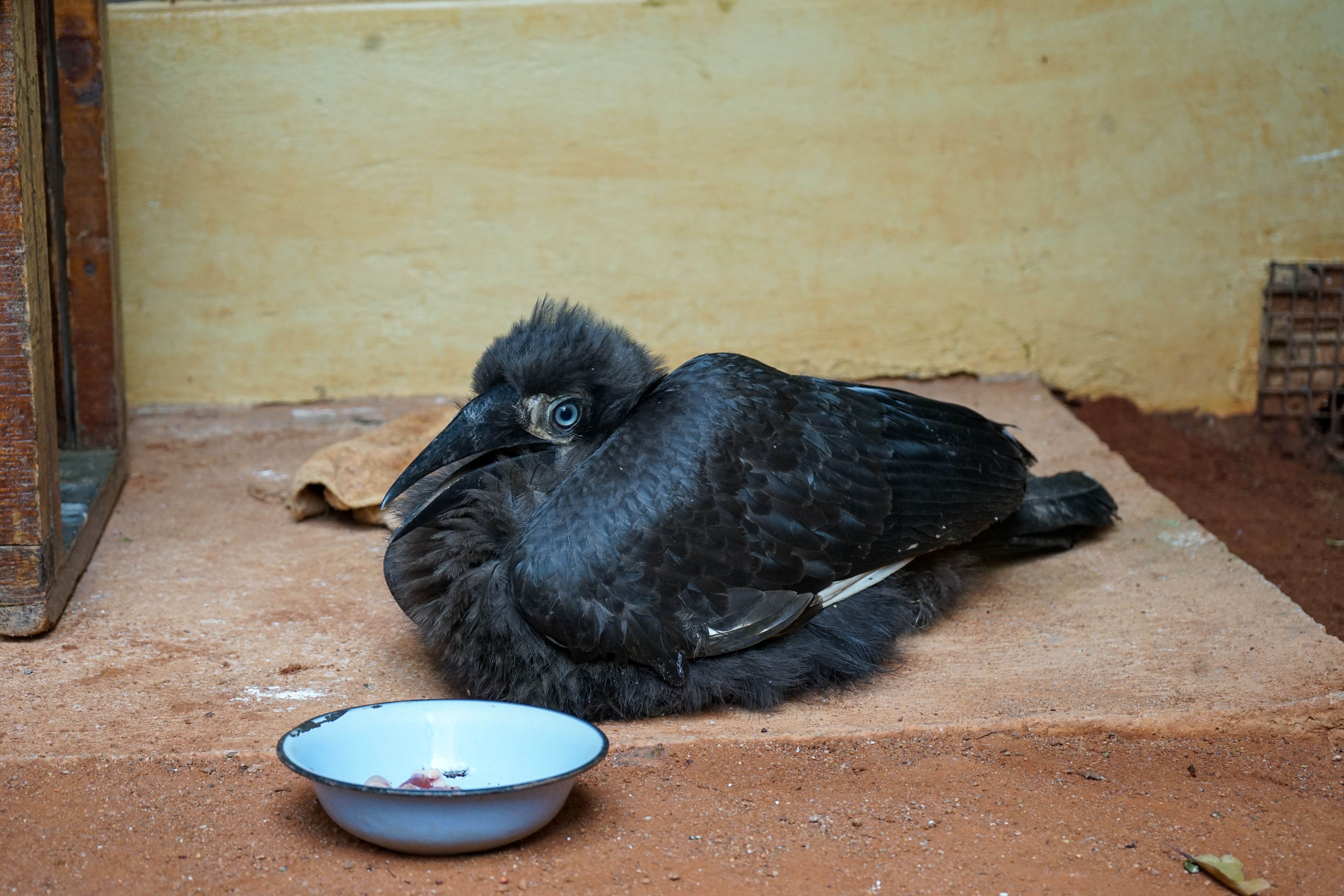 A black bird laying in front of a blue bowl