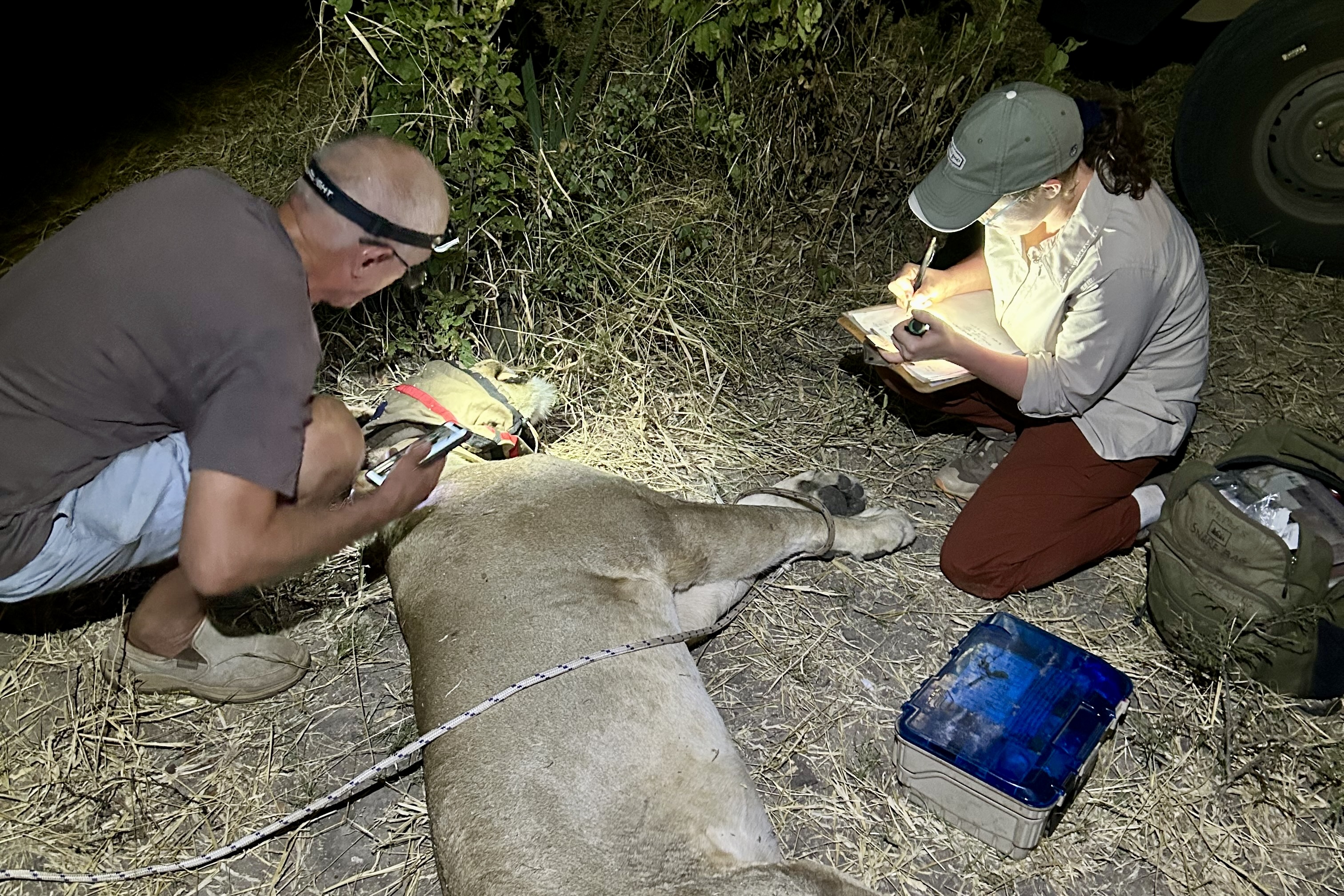 Brenna is on the ground writing things on a clipboard as another person monitors a lion that is sedated on the ground.