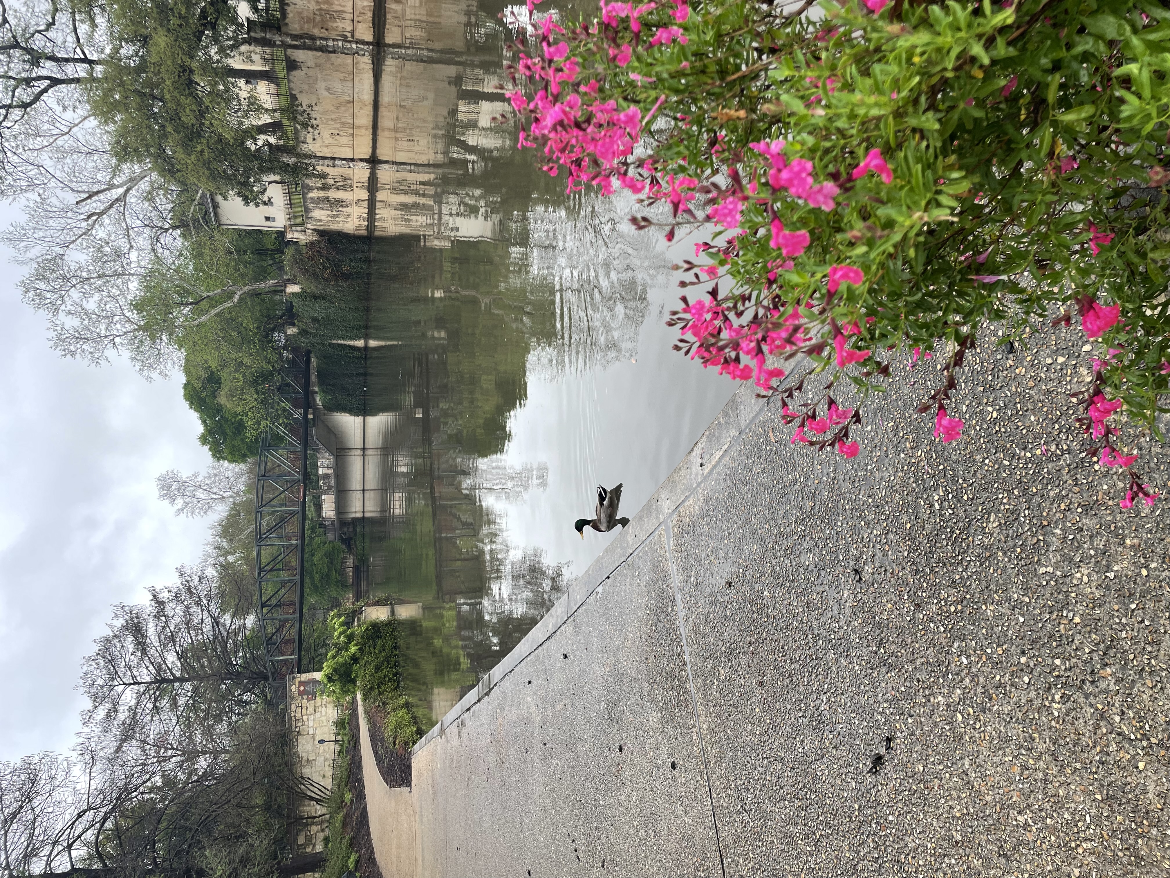 River with a bridge and buildings alongside, a duck swims alone.